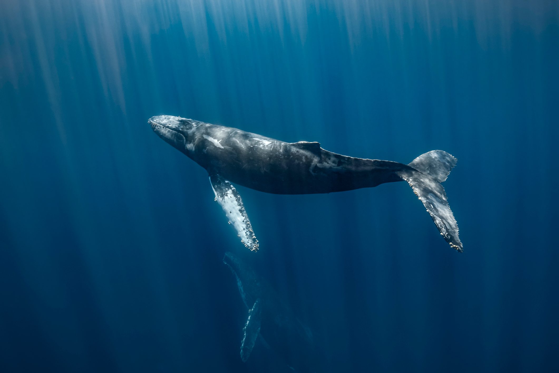 Humpback Whale, Magdalena Bay, Pacific coast, Baja California, Mexico.