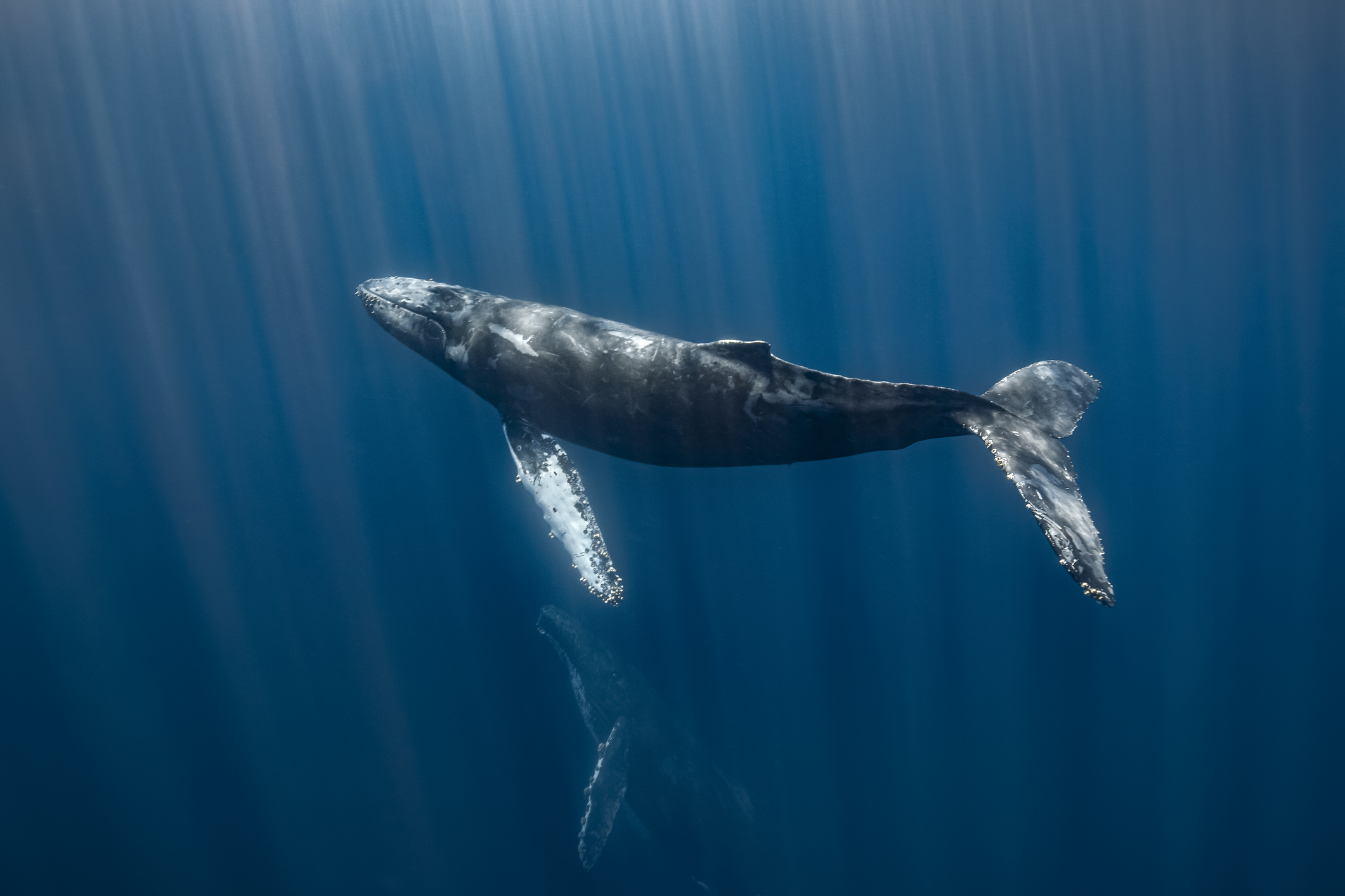 Humpback Whale, Magdalena Bay, Pacific coast, Baja California, Mexico.