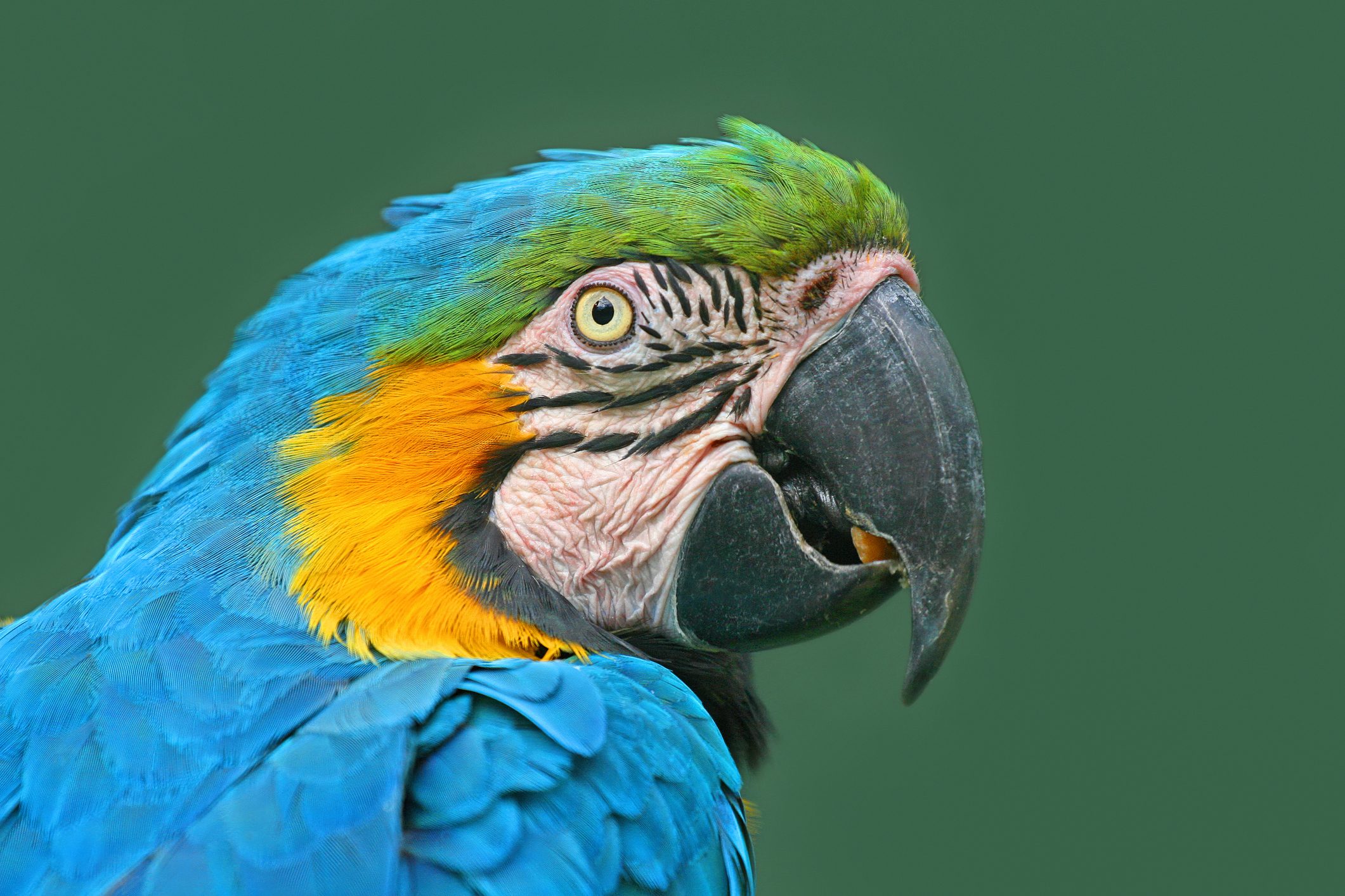 Close-Up Of Macaw Parrot Against gray background.