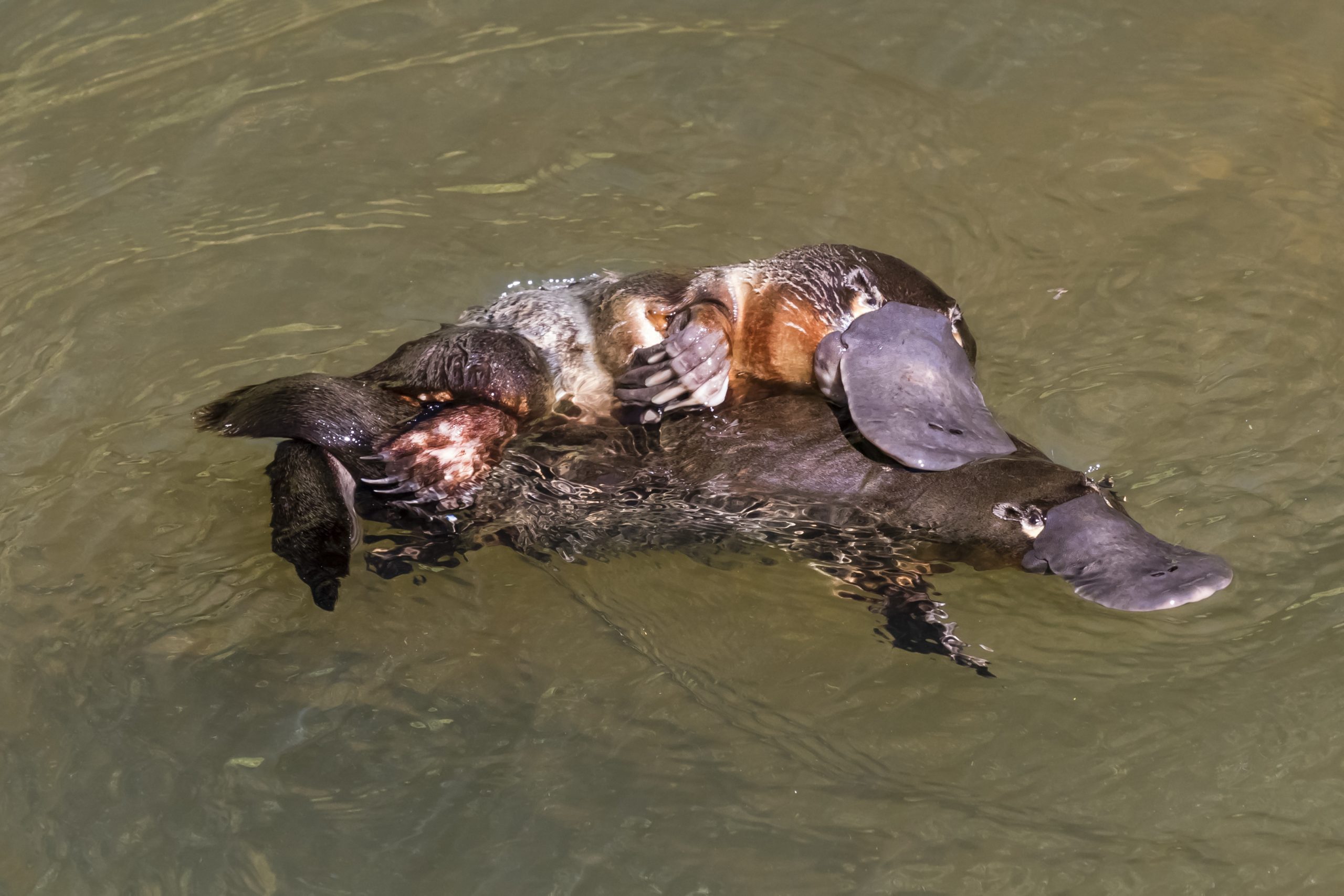A couple of platypus in the Broken river