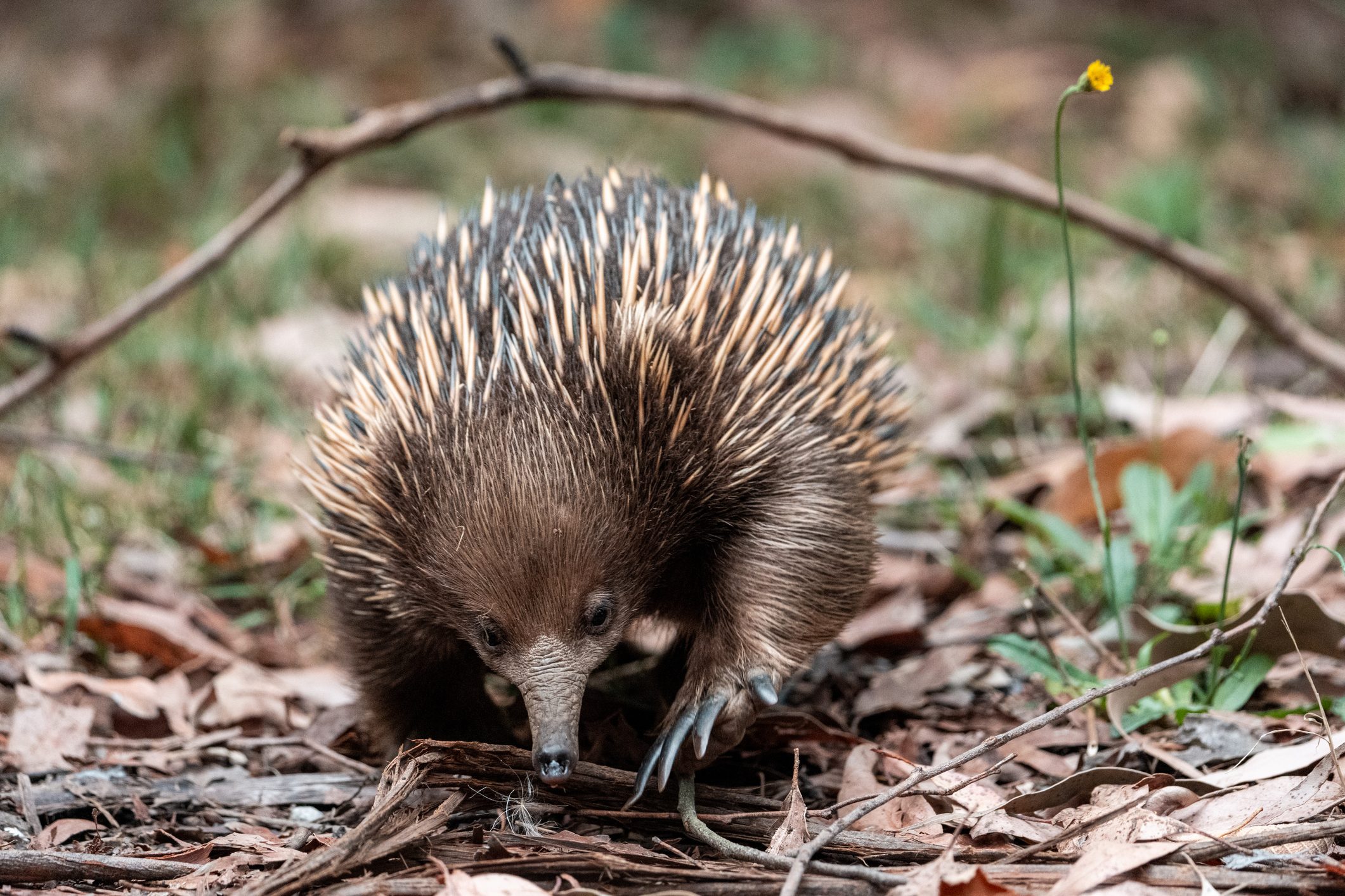 Echidna seen in the Dandenong ranges, Melbourne, Australia