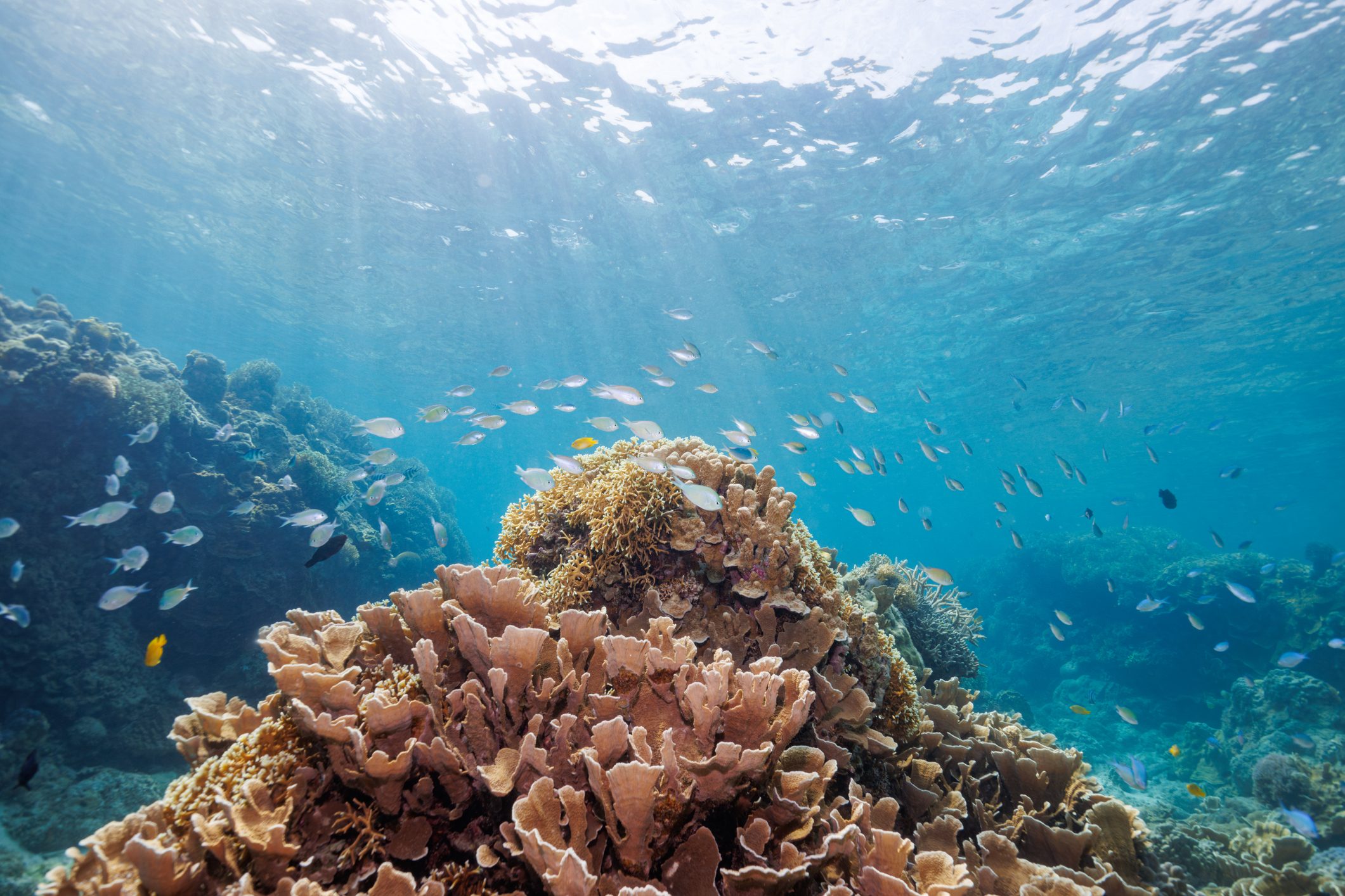 At Aka Beach, Aka Island, Zamami Village, Shimajiri County, Okinawa, Japan. Underwater photo taken April 28, 2021. By far the largest and most stunning beautiful coral reef. , Blue green damselfish school, Blue green chromis, , Black-axil chromis school, , Lemon damsel school, Pomacentrus moluccensis, , Scissortail sergeant school, , Dusky parrotfish, , Cleaner Wrasse, , Sailfin tang, , MAJANOHAMA Beach, , AKA Beach, , AKA Island, , KERAMA Islands, , OKINAWA, , AKA Island Skindiving Tour, 20210426-29 . #canon #AKAJIMA #Skindiving Canon EOS M6 Mark II Canon EF-M11-22mm F4-5.6 IS STM, Seafrogs 40m/130ft Sea Frogs Underwater Camera Housing Seafrogs 6 Dry Dome Port INON D-2000 Type4 EpoqueWorld EL-1000 A105