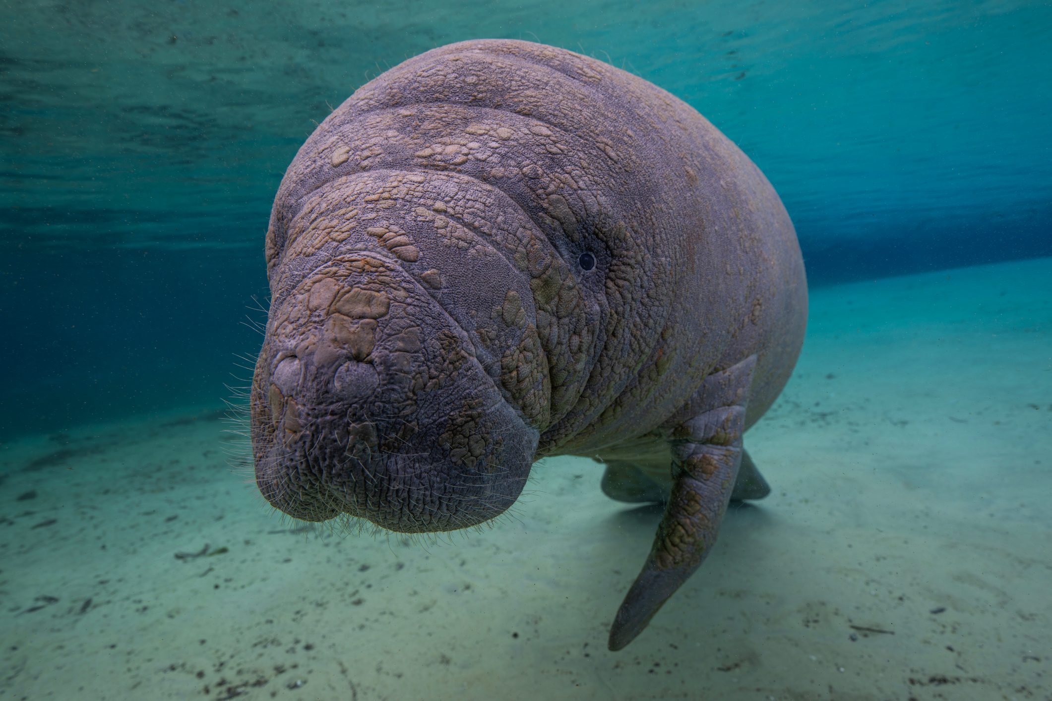 A West Indian Manatee comes in for a very close inspection of a diver, while in a warm freshwater spring