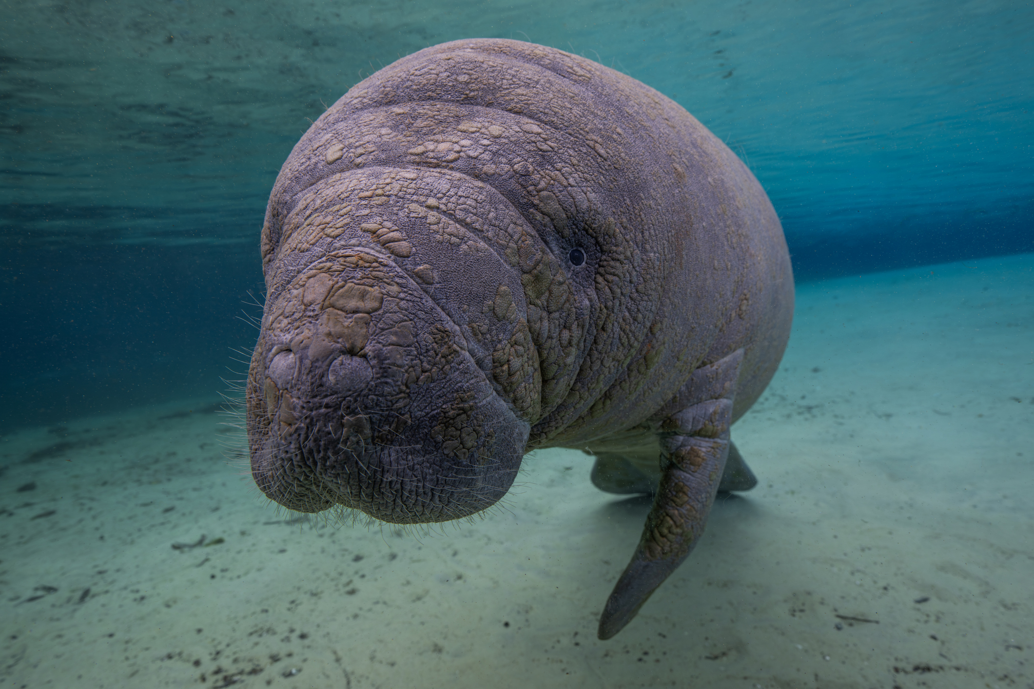 A West Indian Manatee comes in for a very close inspection of a diver, while in a warm freshwater spring