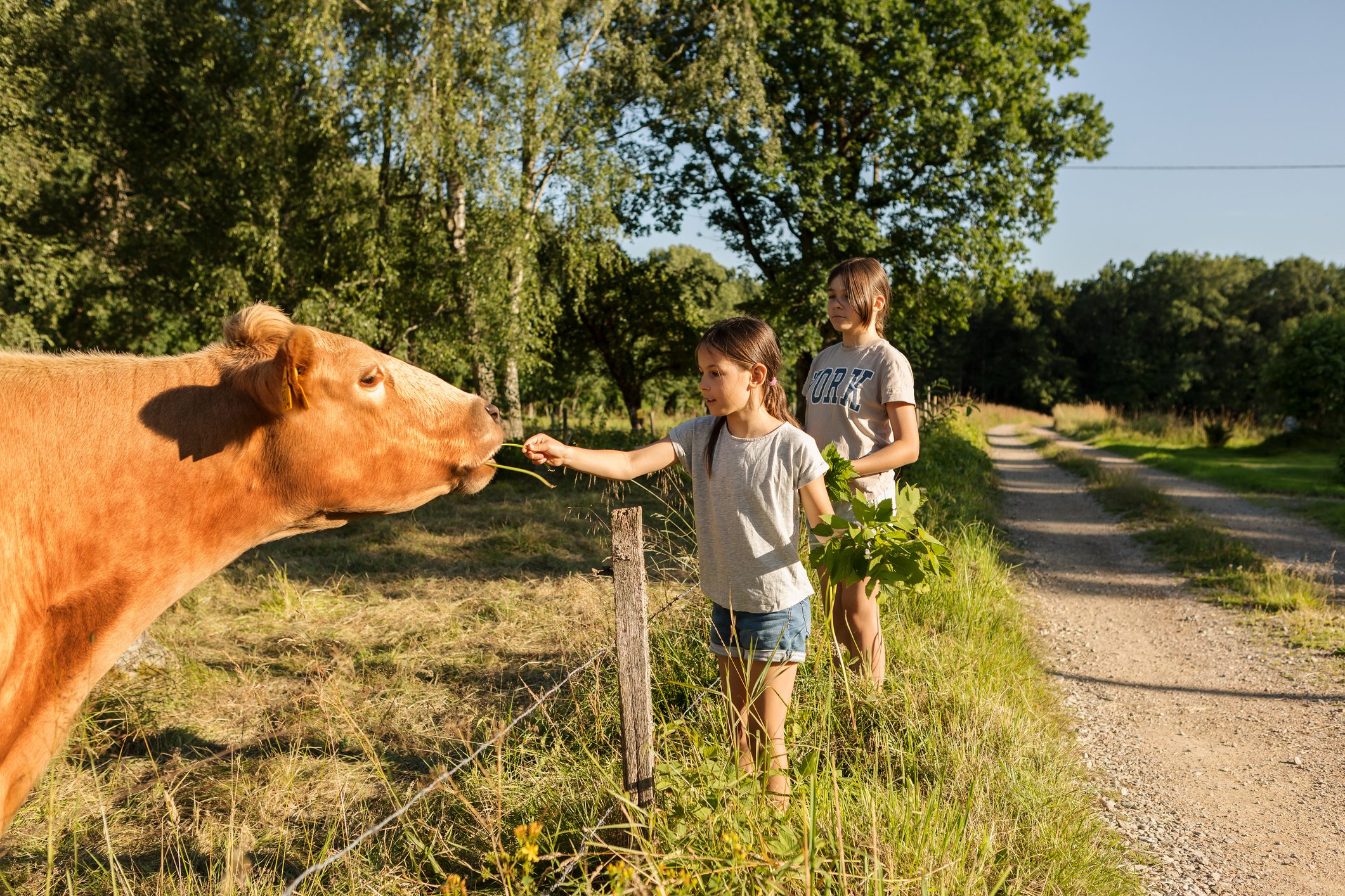 Two children feeding cows in a cow pasture in the countryside.
