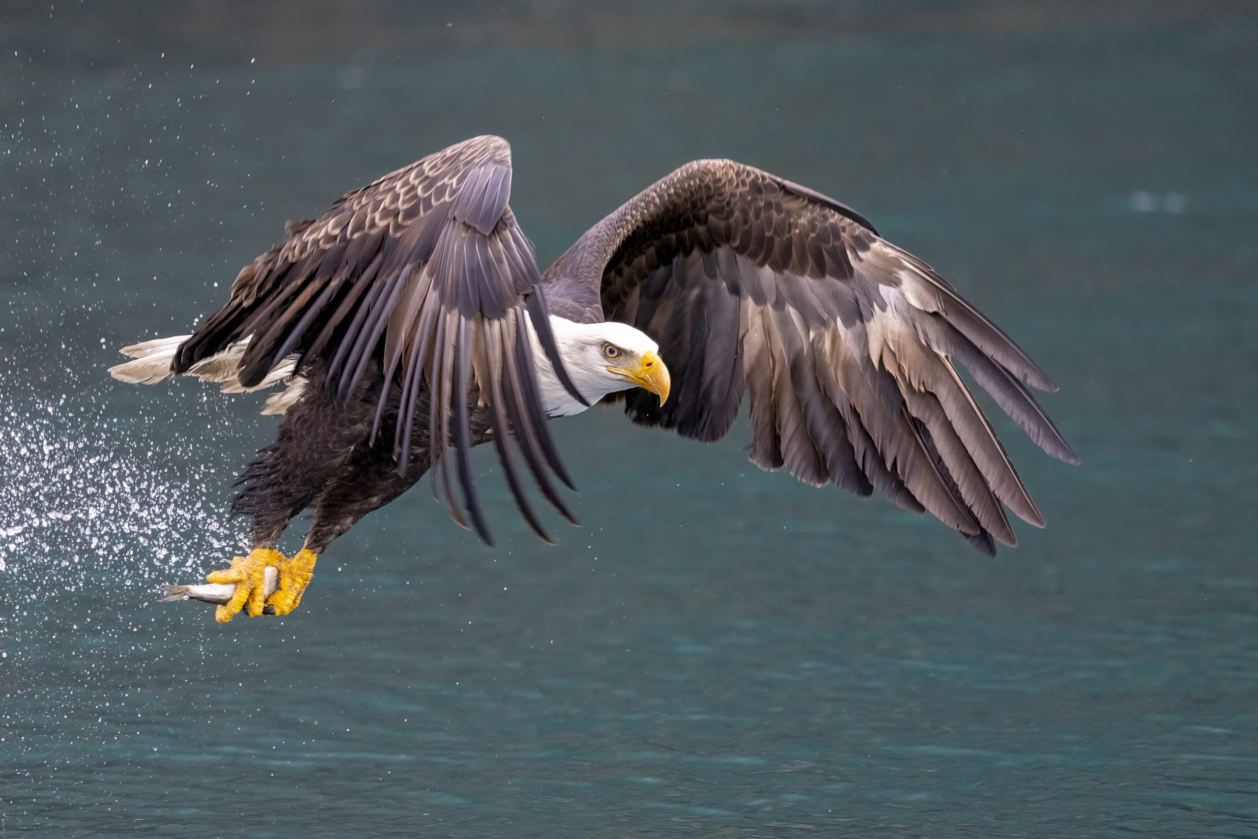 Bald Eagle catching fish taken in Homer Alaska in the wild
