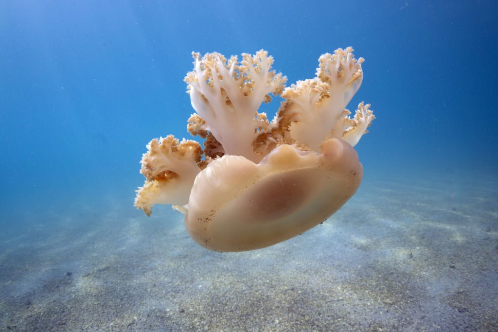A view of Jellyfish in Fethiye district of Mugla, Turkiye