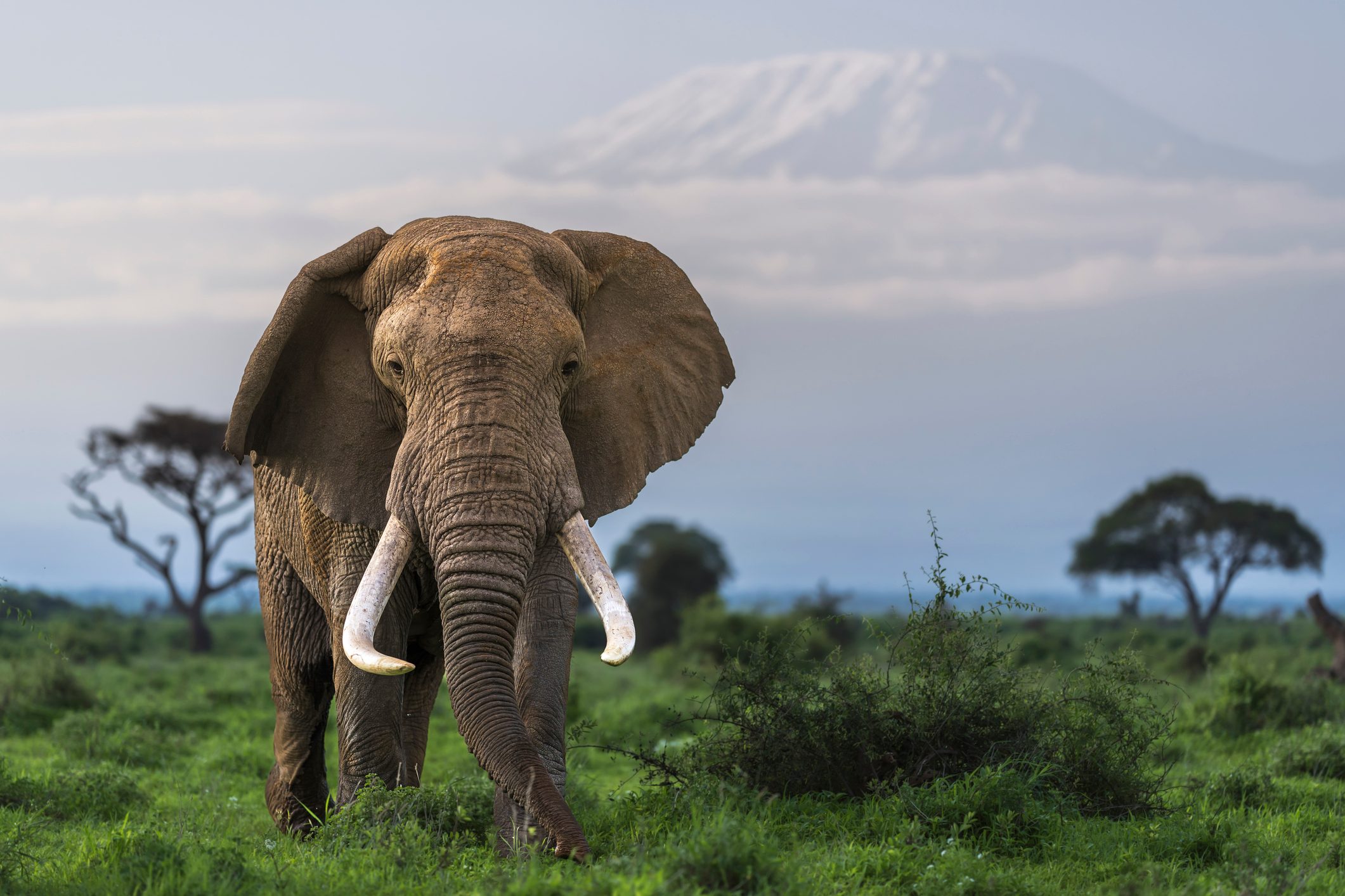 An African elephant with large tusks grazes in Amboseli National Park, Kenya with Mt Kilimanjaro on the horizon
