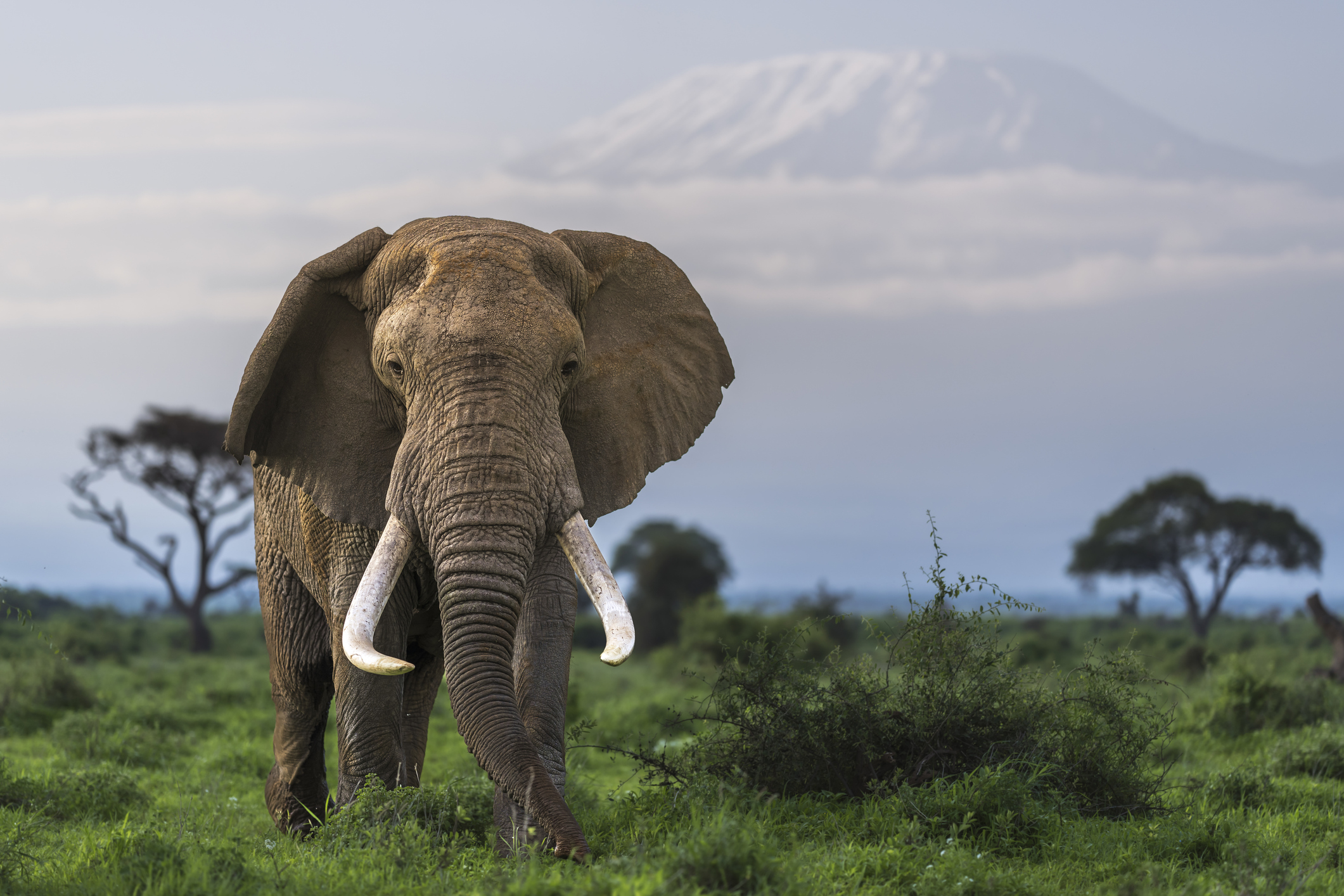 An African elephant with large tusks grazes in Amboseli National Park, Kenya with Mt Kilimanjaro on the horizon