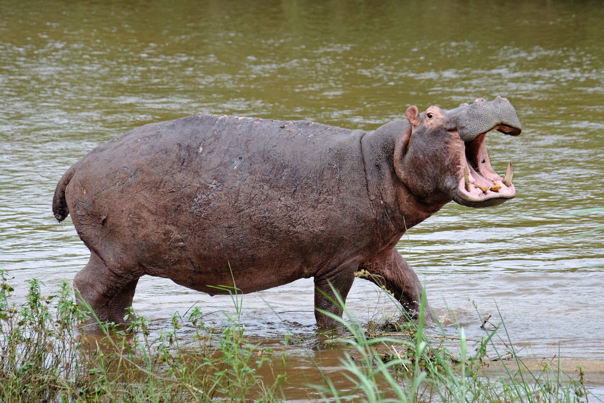 Side view of hippo in lake