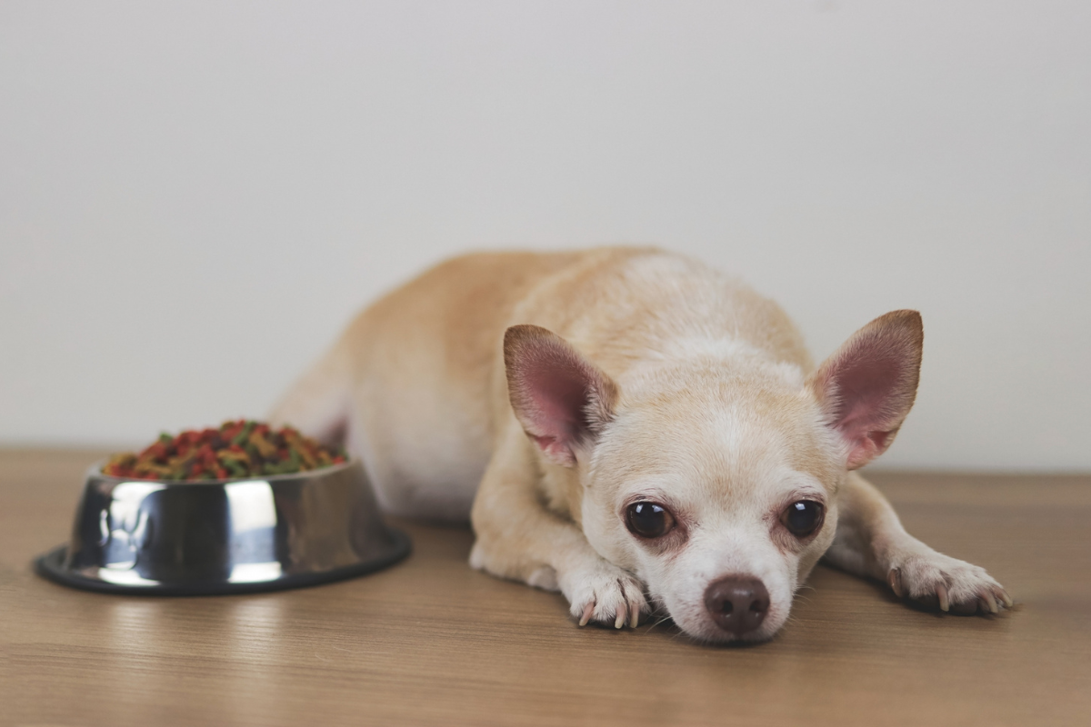 Front view image of brown Chihuahua dog lying down by the bowl of dog food and ignoring it. Sad or sick chihuahua dot get bored of food. pet's health and pet's behaviour.