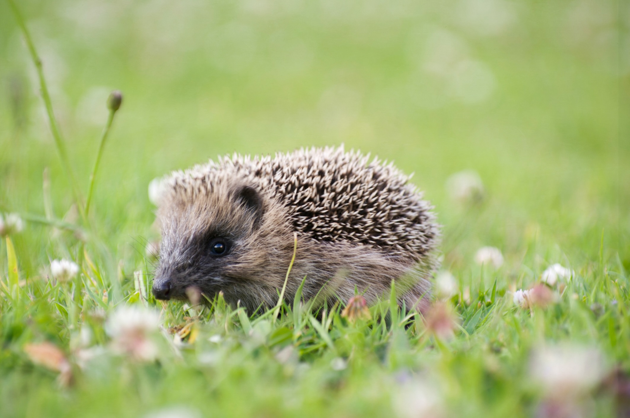 European hedgehog