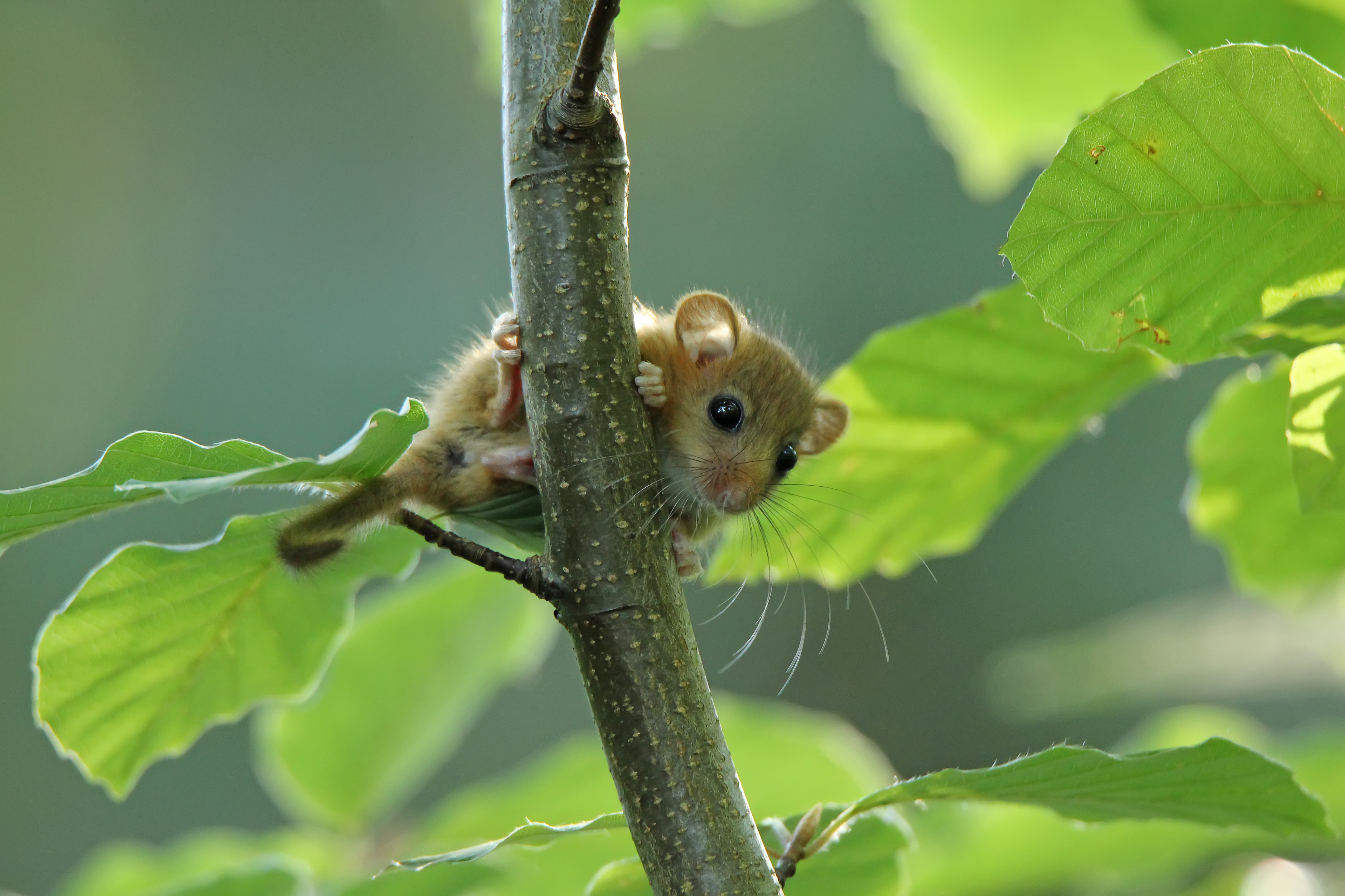 A young hazel dormouse