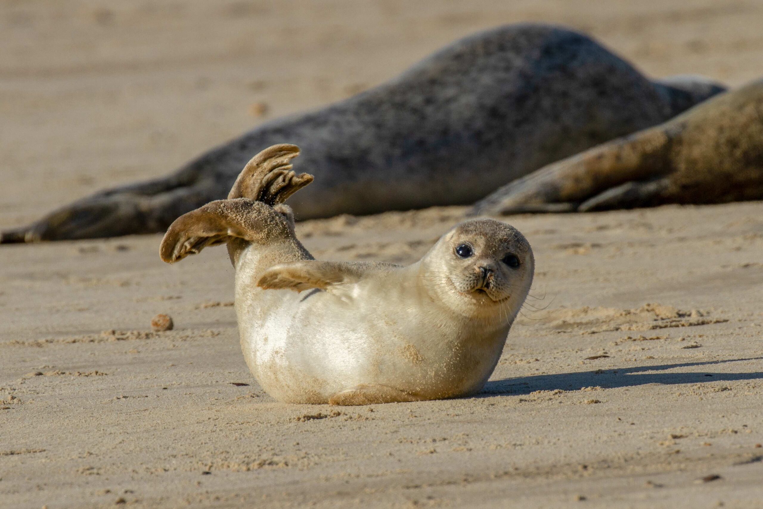 Harbour seal pup