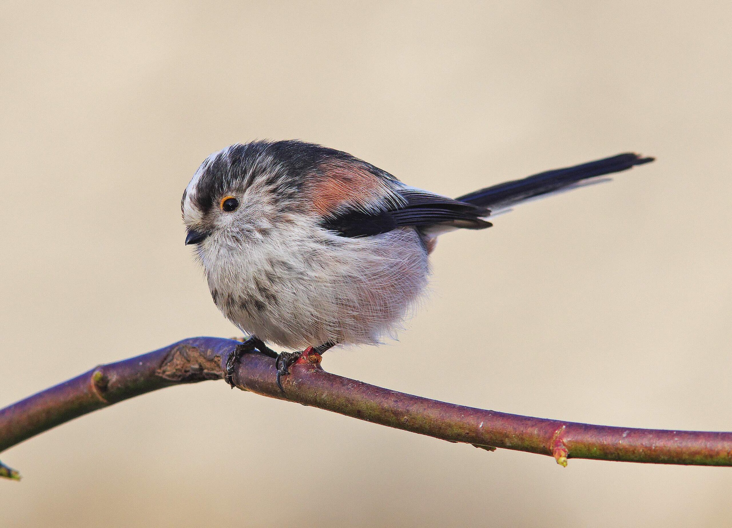 Long-tailed tit