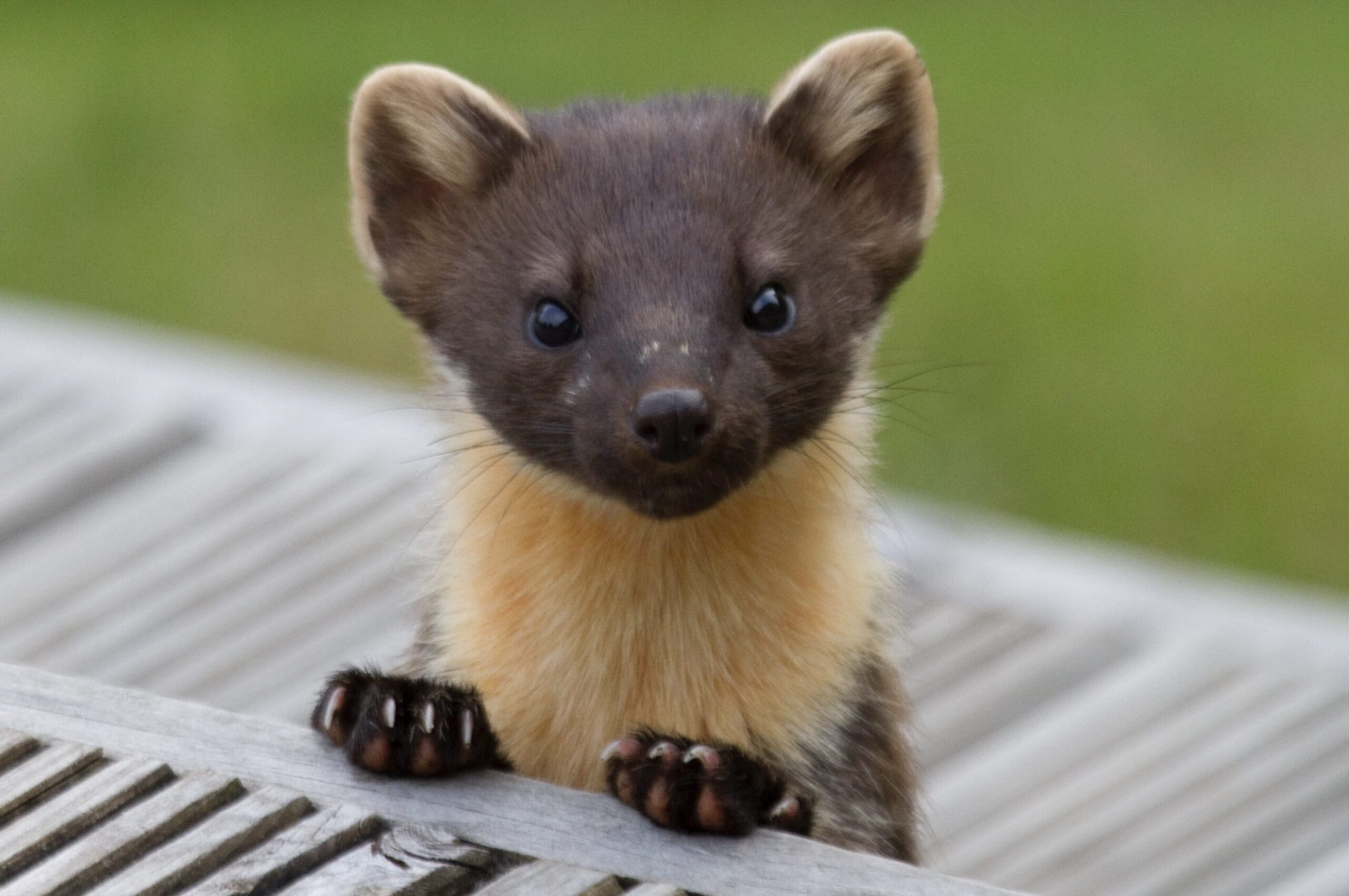 Pine marten