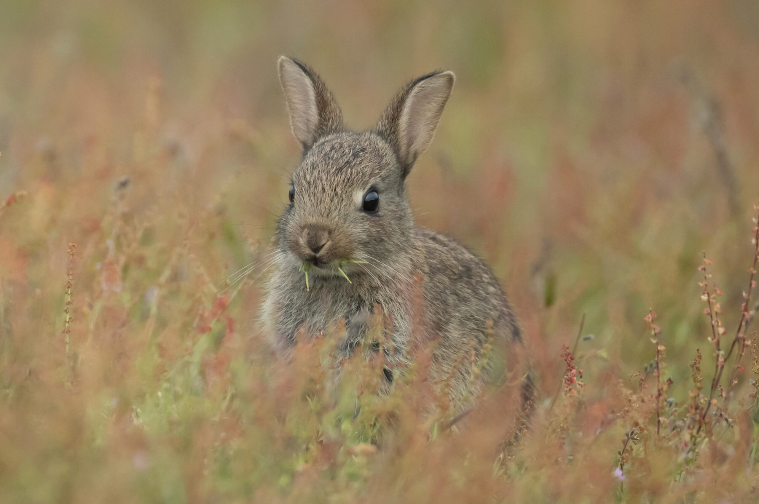 European rabbit