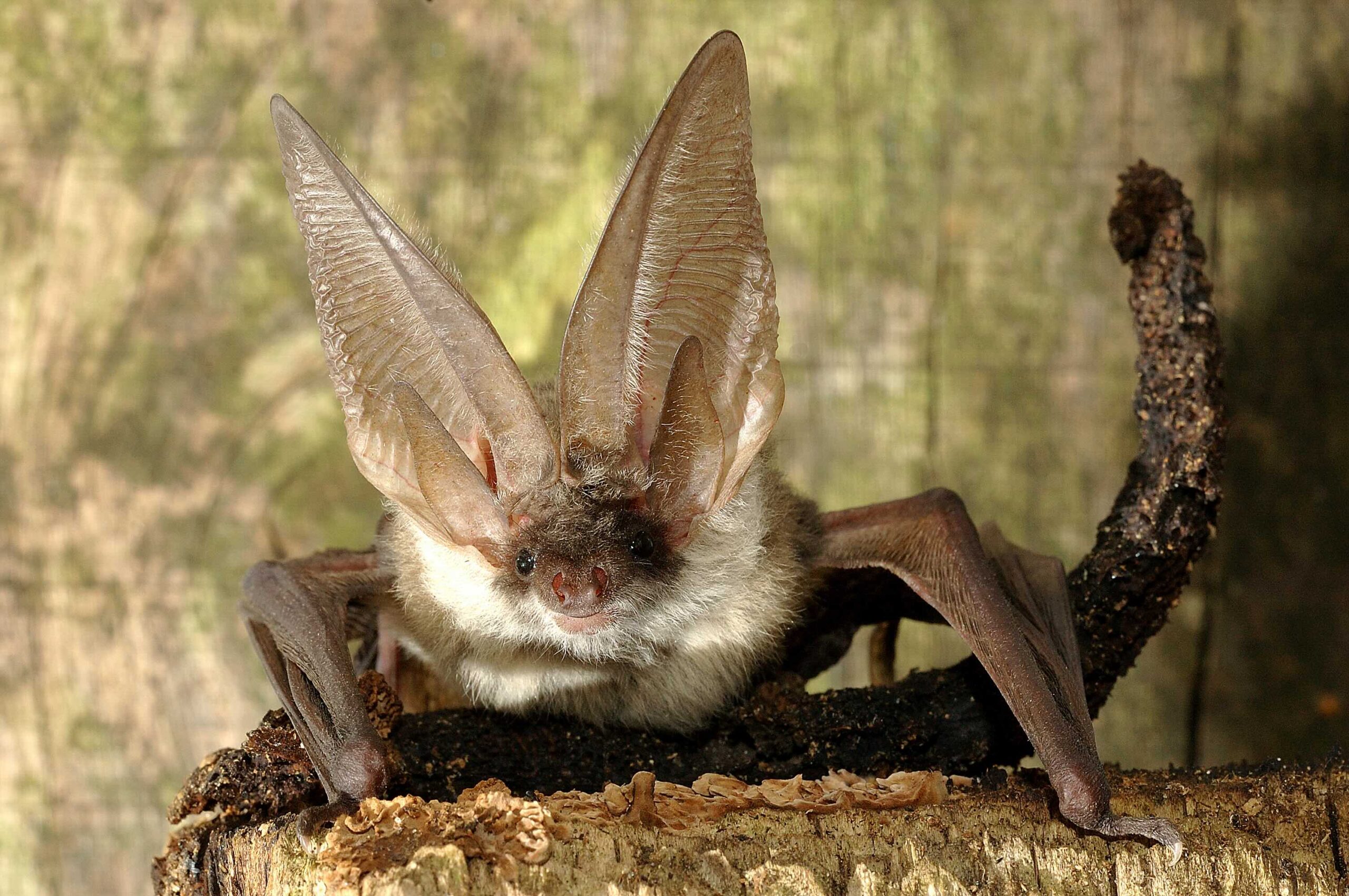 Brown long-eared bat