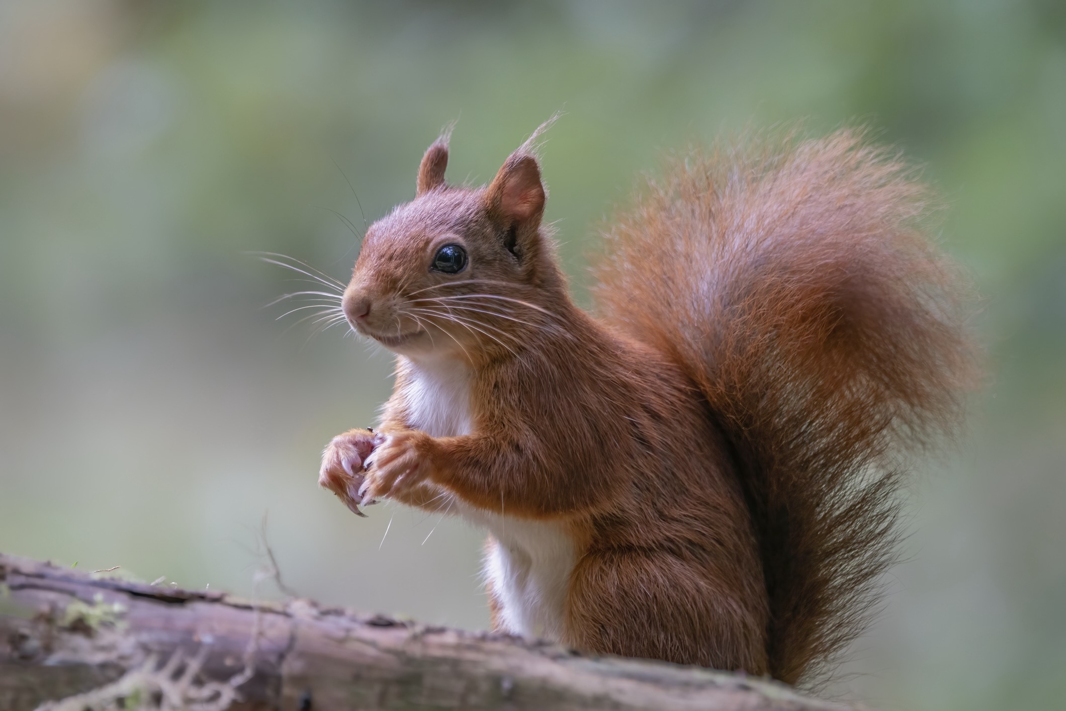 Eurasian red squirrel