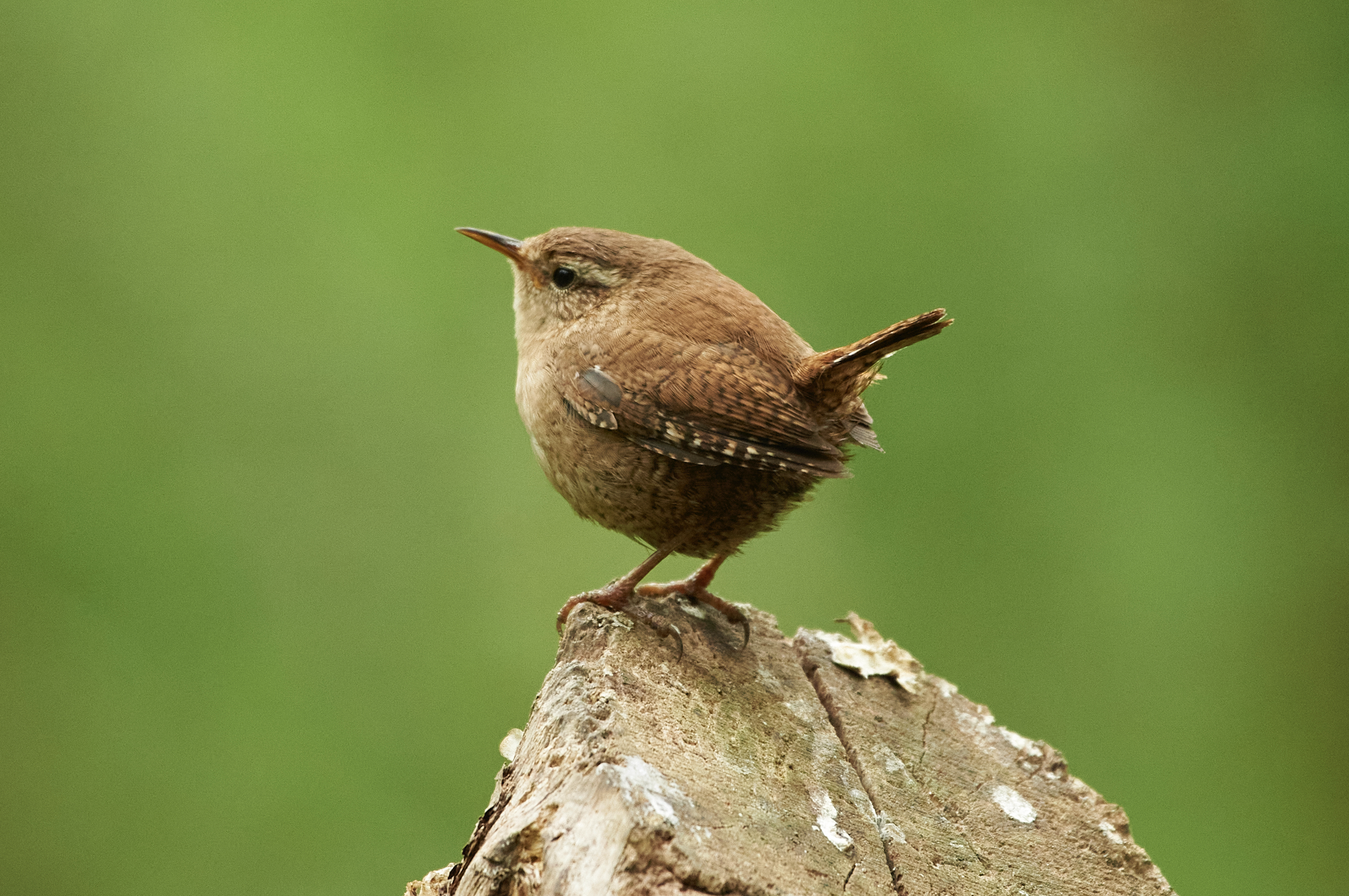 Wren