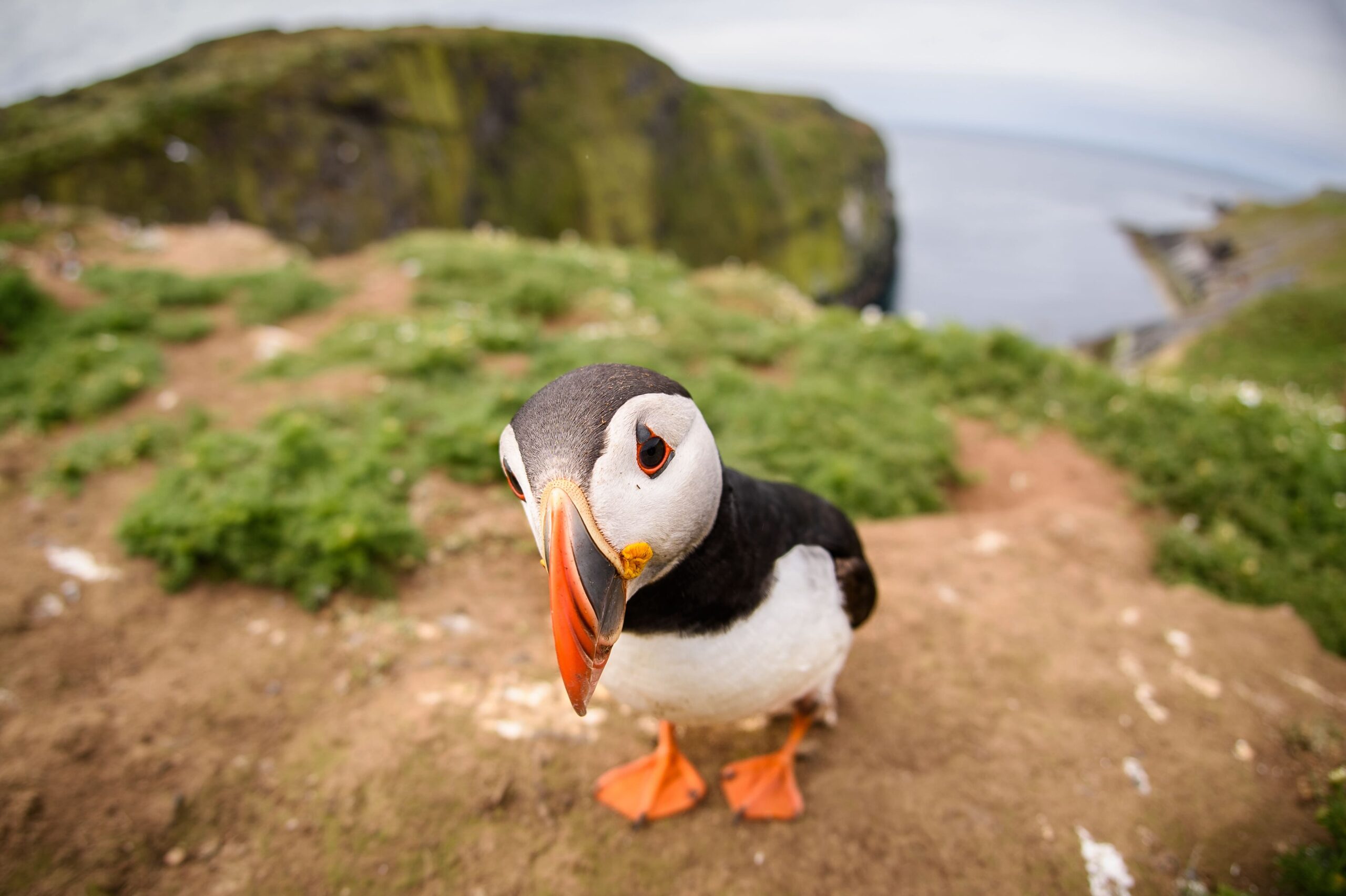 Atlantic puffin