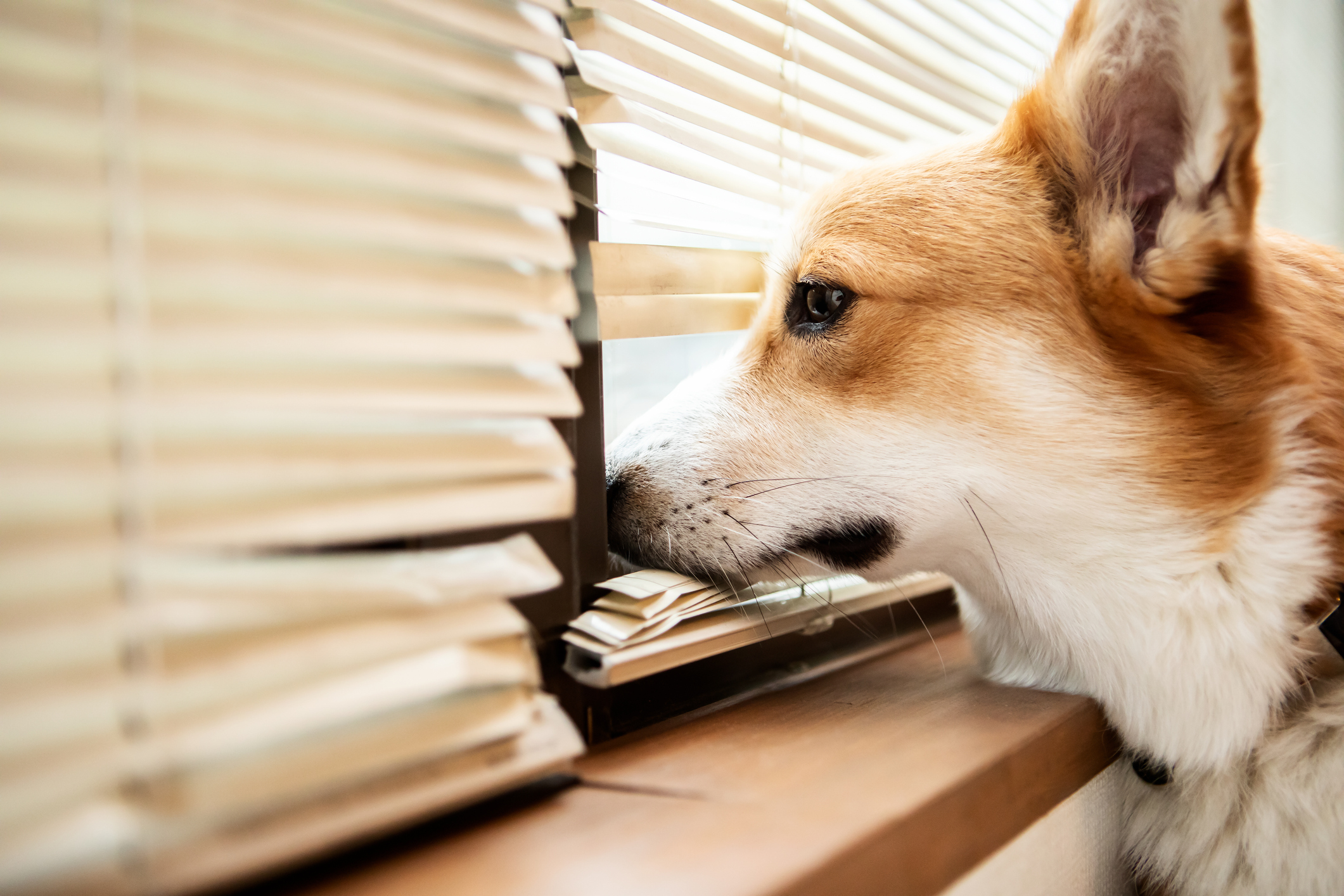 A dog looking out of the blinds looking sad