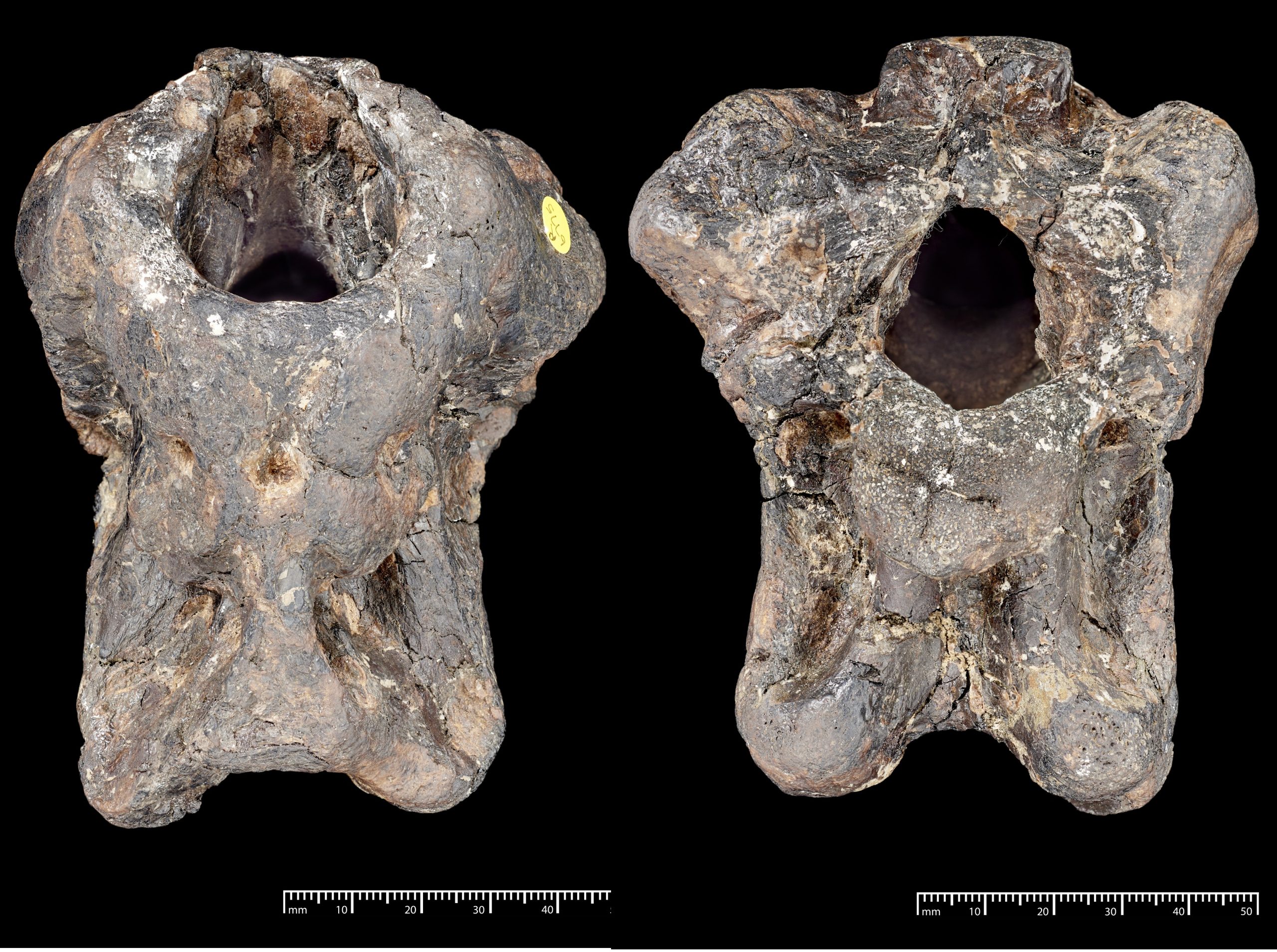 The fossils discovered of the dinosaur.