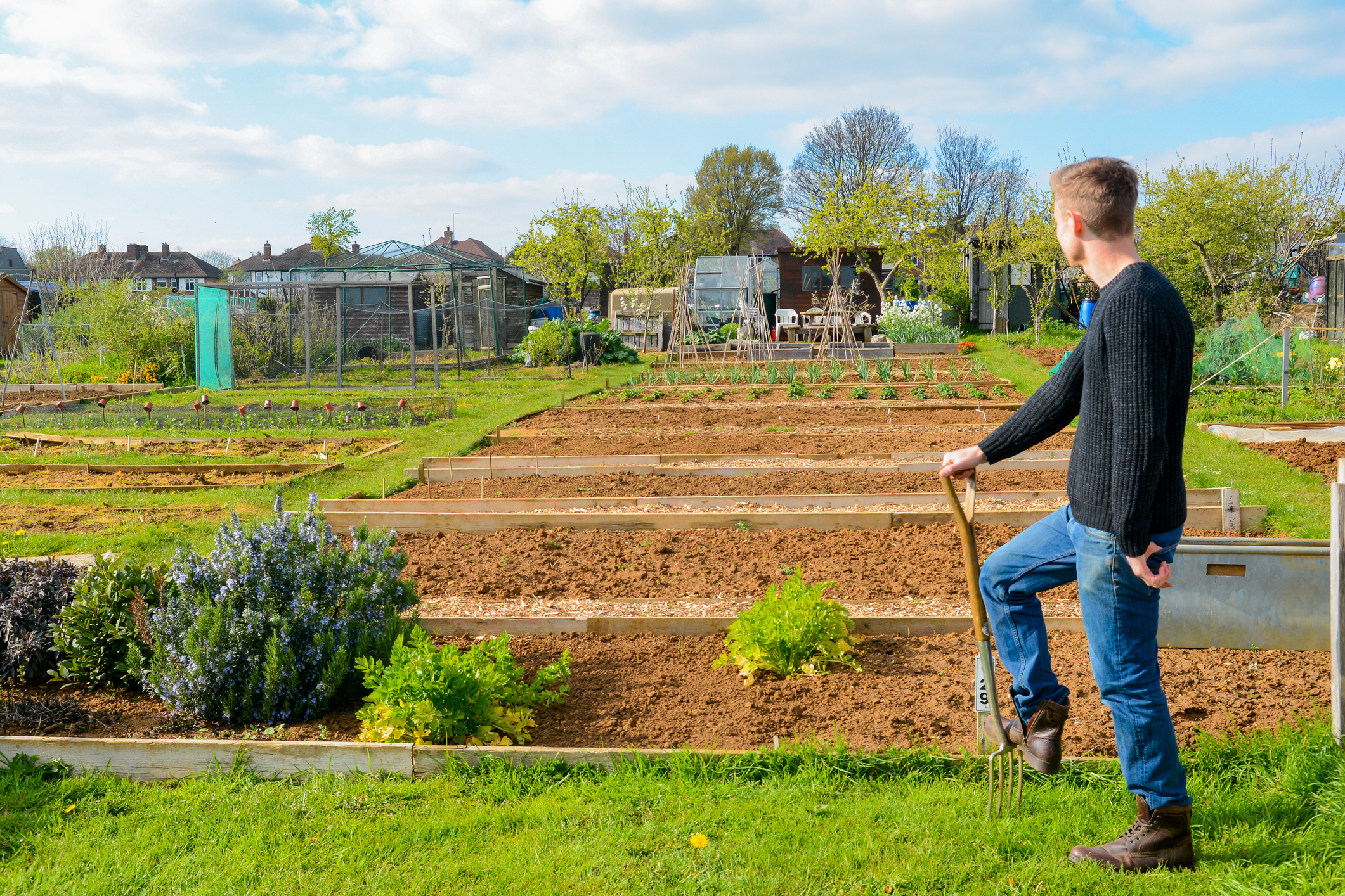 A man looking over his allotment space