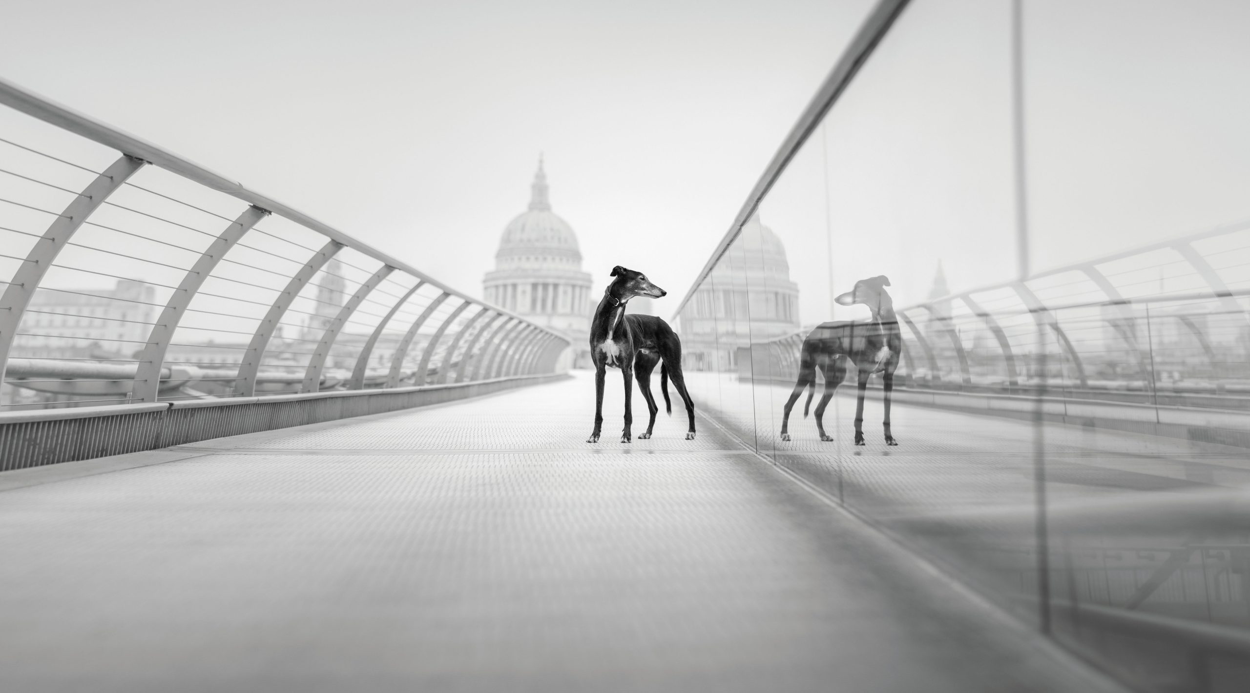 A dog stood on a bridge looking off into the distance