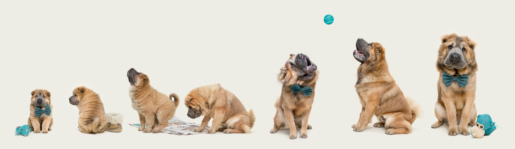 A row of dogs playing with a ball