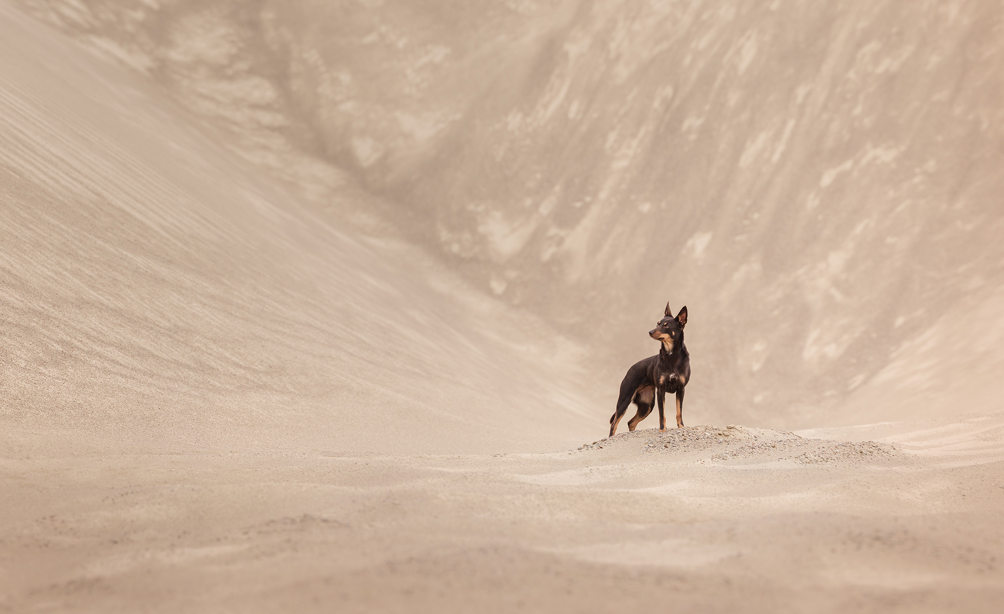 A dog stood in a wide expanse looking off into the distance