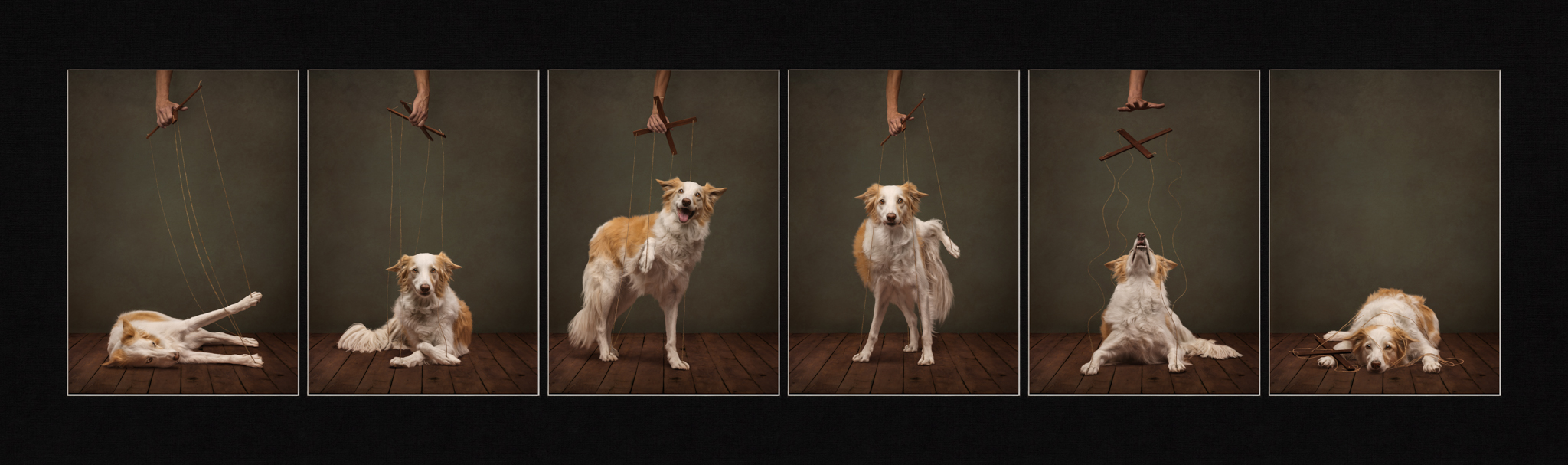A series of images of a dog with strings attached like a puppet