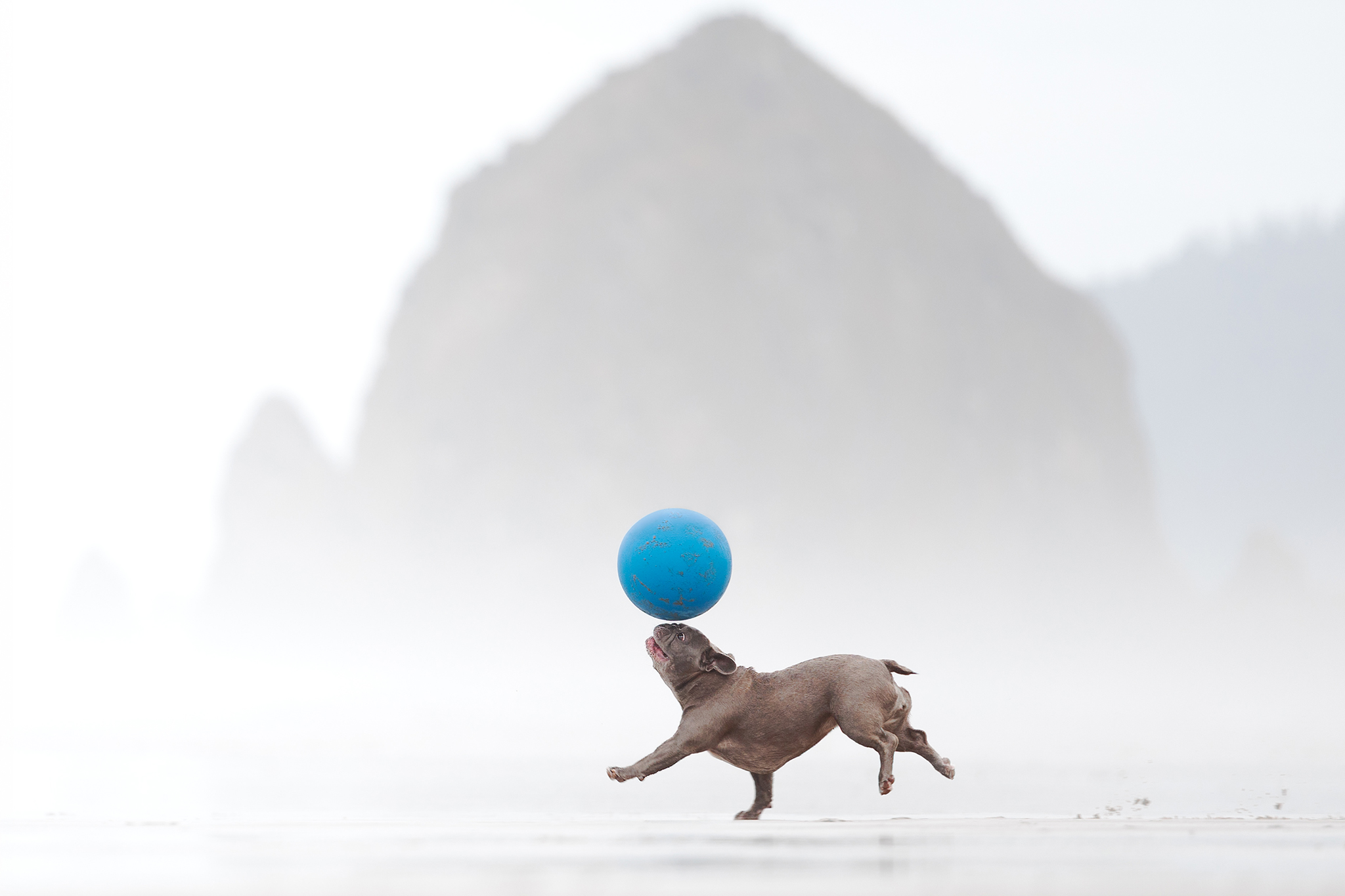 A small dog playing with a ball  on a beach. 