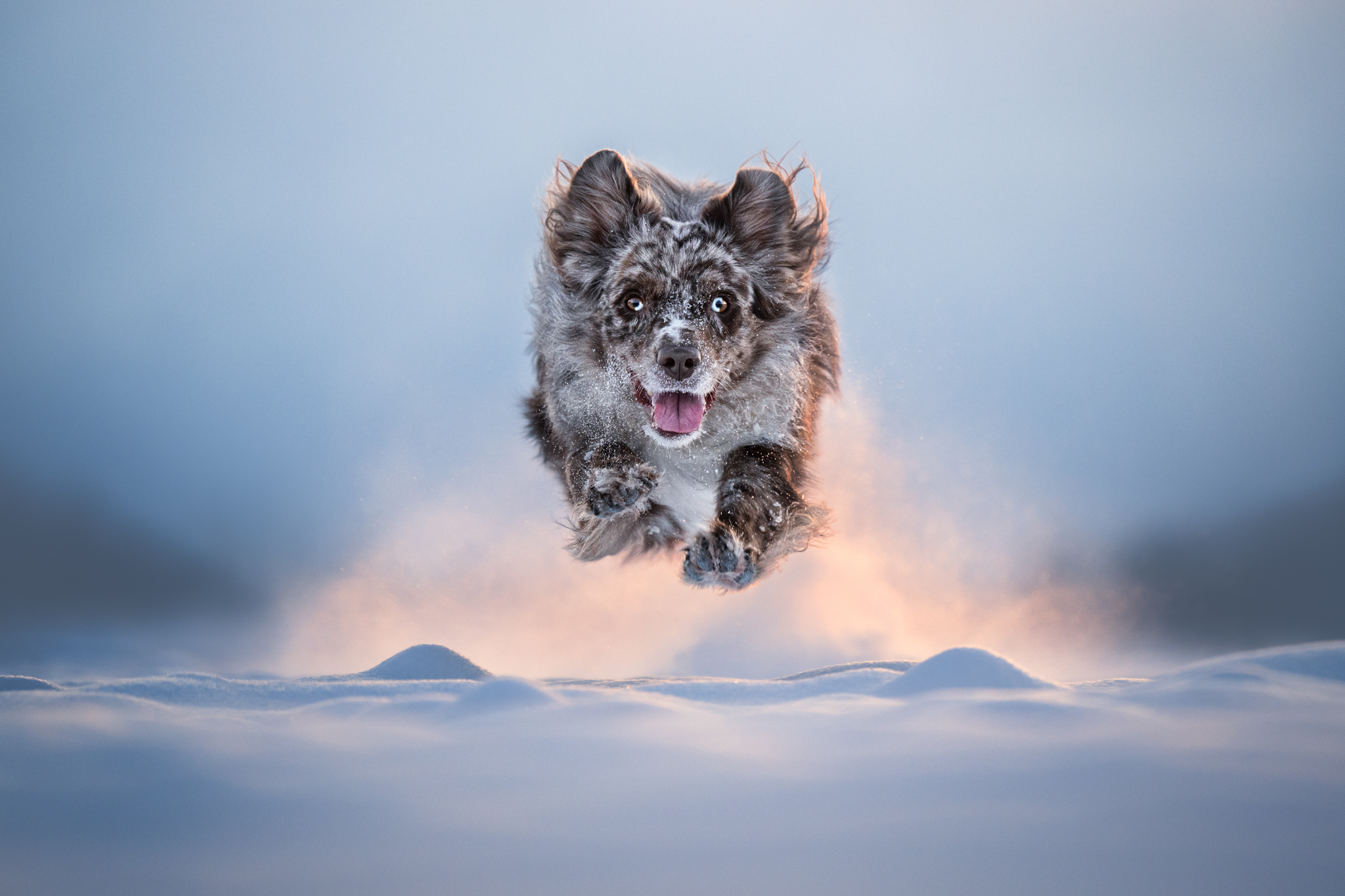 A small dog jumping through the snow towards the camera