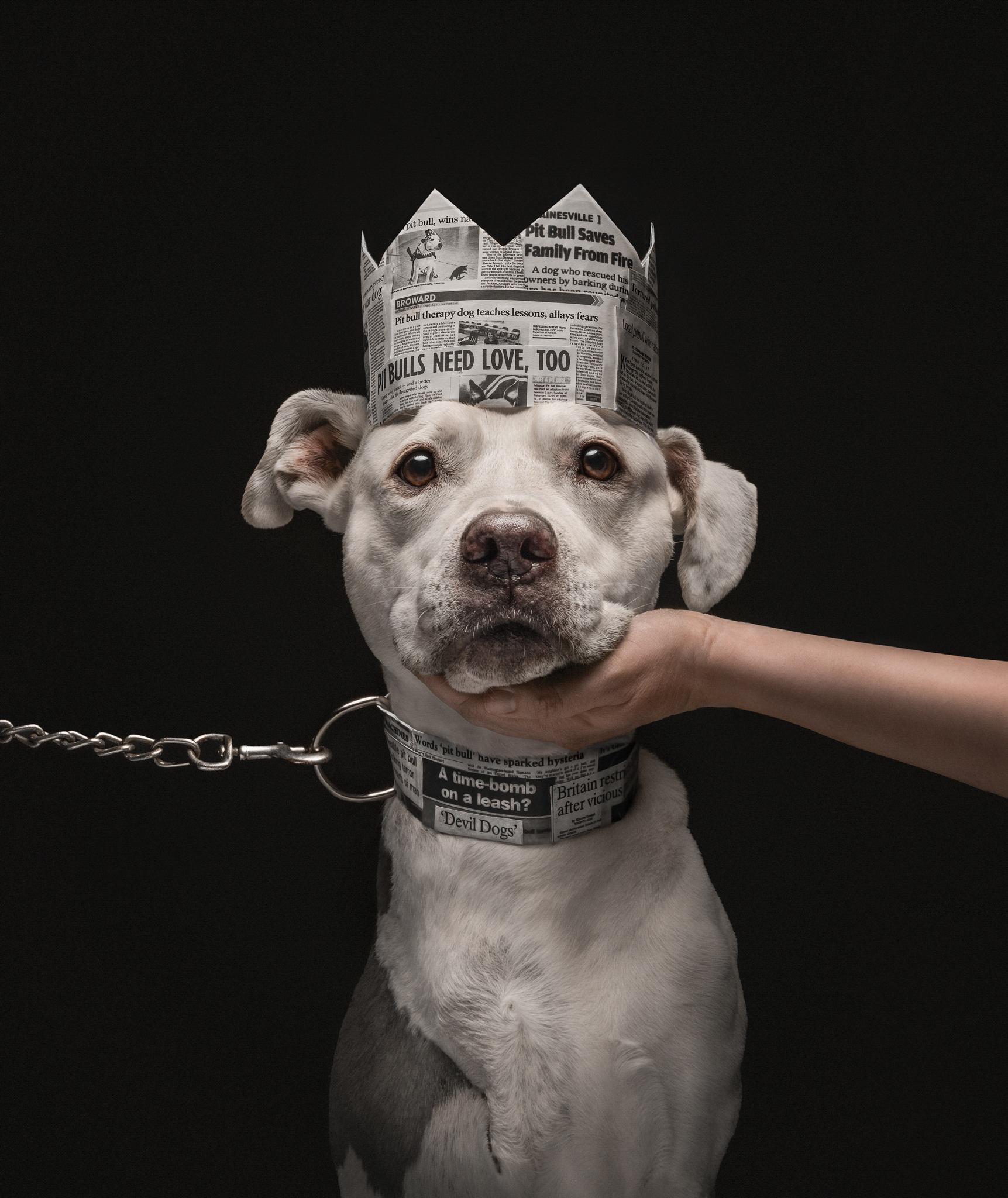 A dog wearing a crown and a metal lead while a hand holds its face