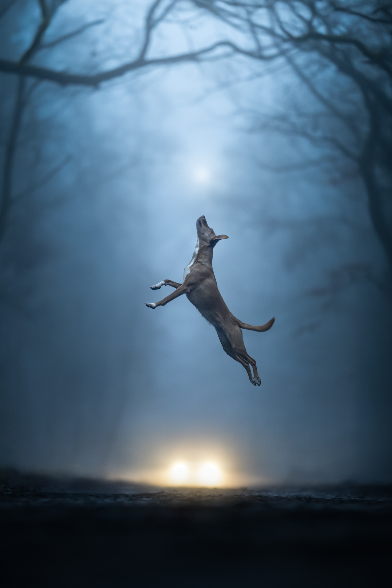 A dog jumping high into the air at night