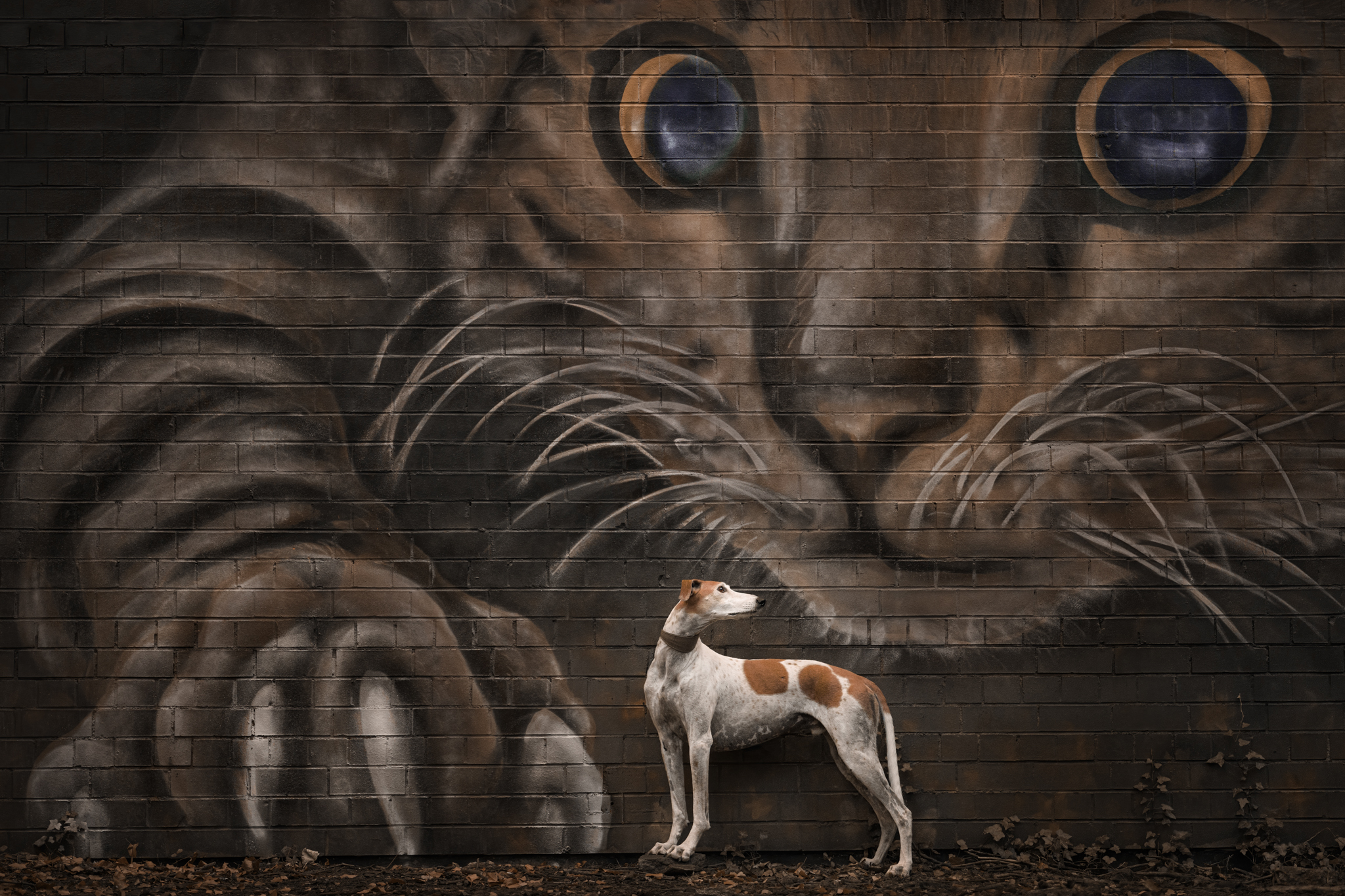 A dog stood looking off into the distance with a graffiti cat behind it on the wall