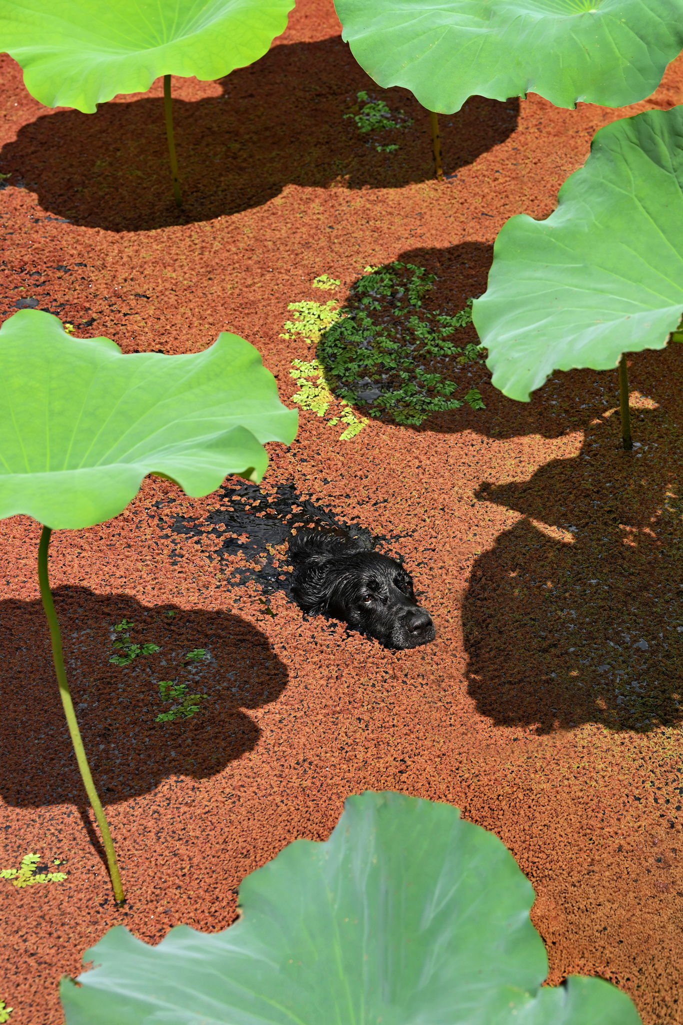 A dog swimming through a lake with large plants