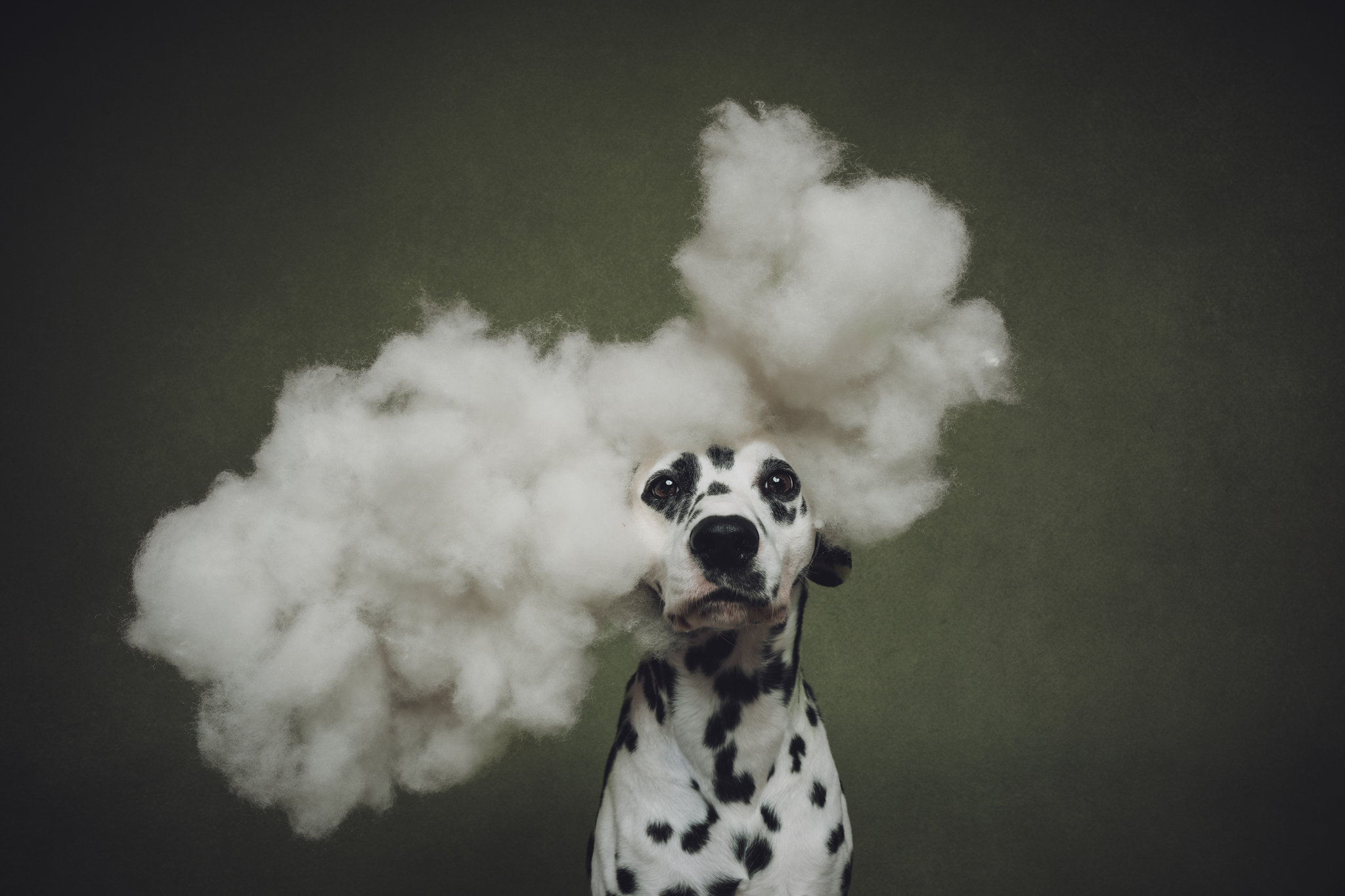 A dog with a cloud of smoke around its head