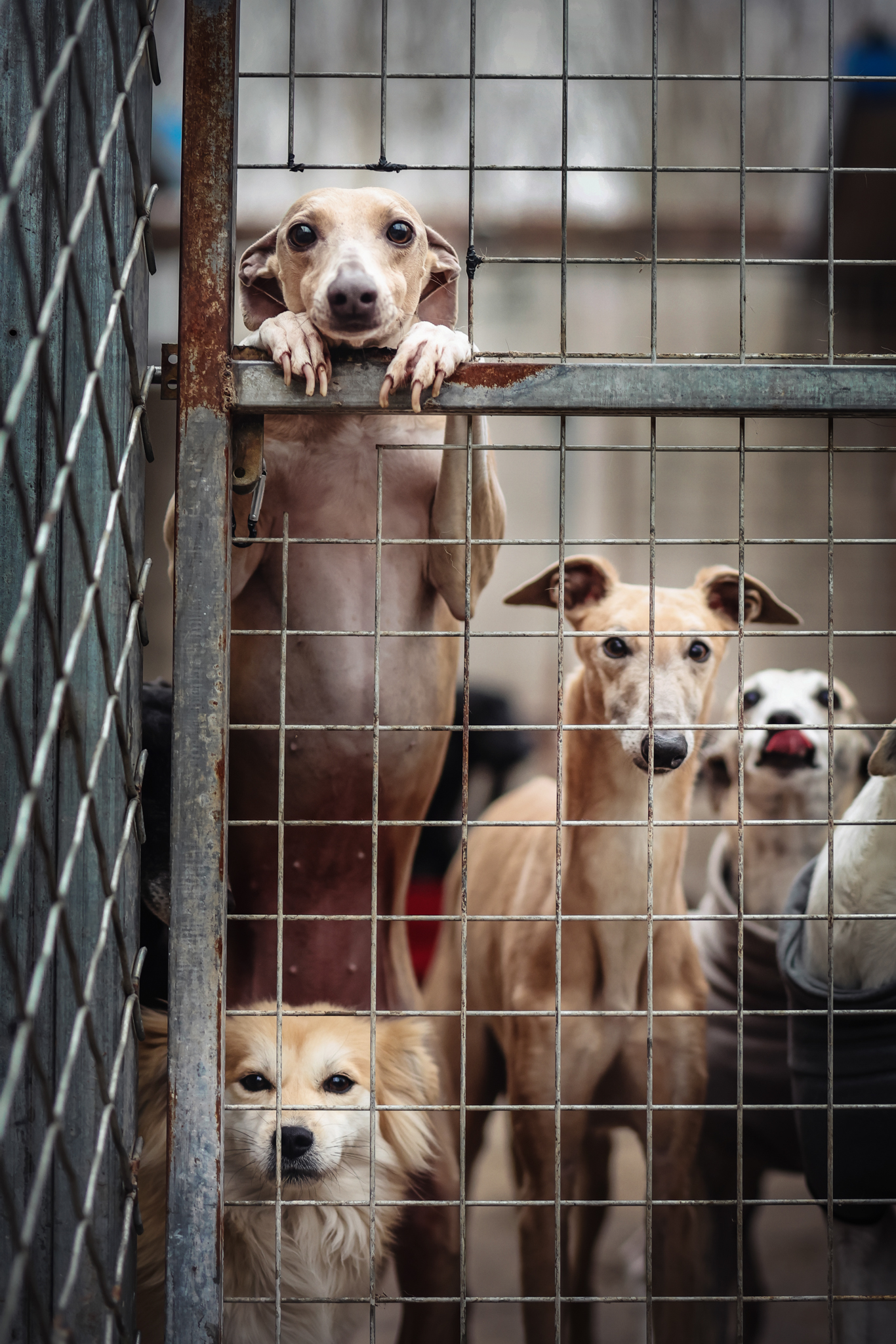 A group of dogs looking onwards from behind a cage