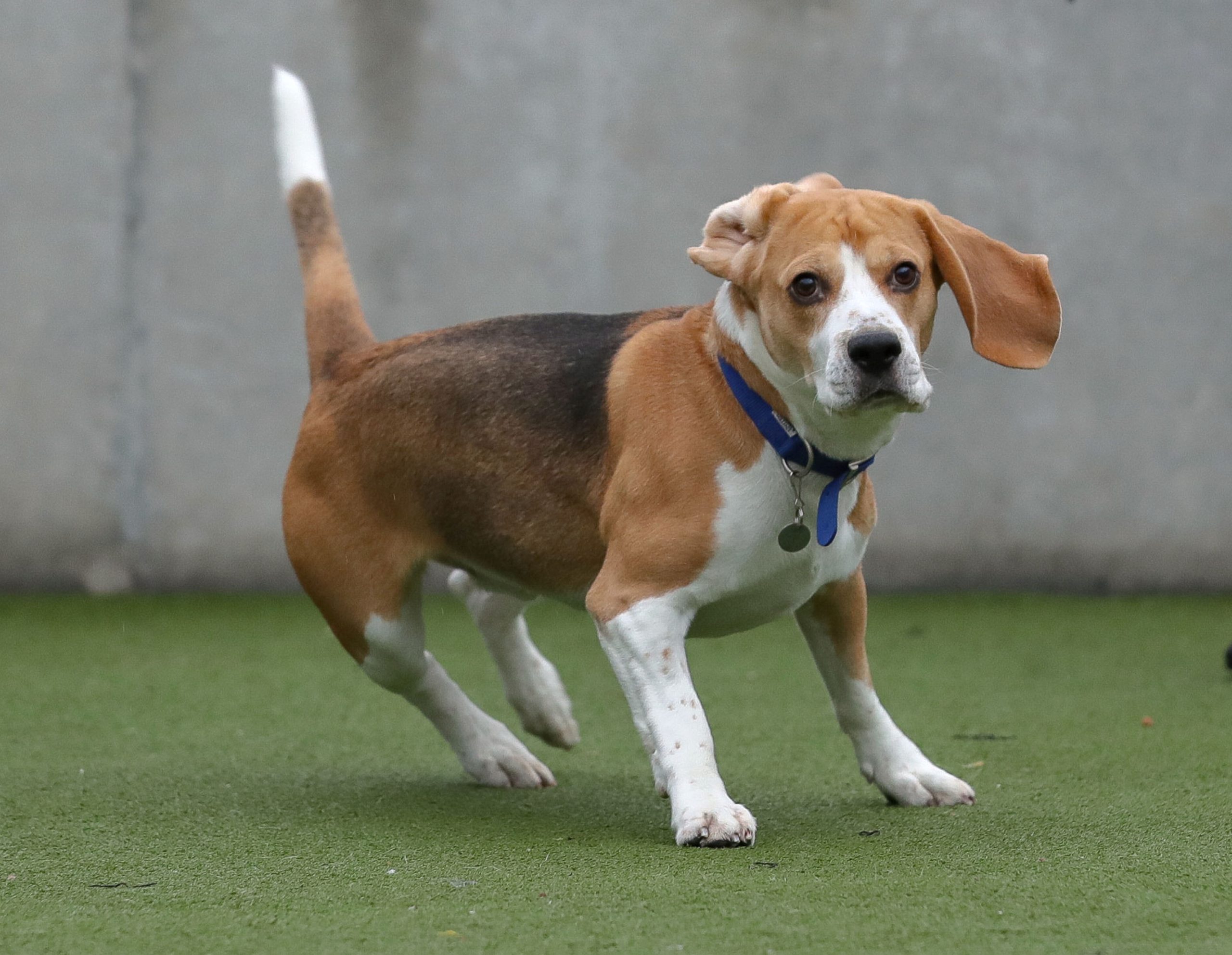 LONDON, ENGLAND - DECEMBER 17: Prince a 3 years old Beagle sits for a portait at Battersea Dogs & Cats Home on December 17, 2019 in London, England. (Photo by Mike Marsland/WireImage)