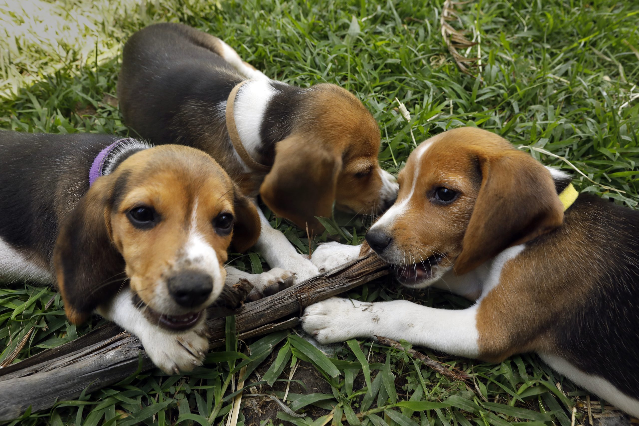 Los Angeles, Valley Village, CaliforniaAug. 22, 2022 Beagle Freedom Project has received 25 of 4,000 beagles rescued from the Envigo breeding and research plant in Virginia, which was closed by federal officials due to overcrowded and unsanitary conditions. The youngest beagle arrivals enjoy chewing on a stick at Shannon Keiths back yard in Valley Village. (Carolyn Cole / Los Angeles)