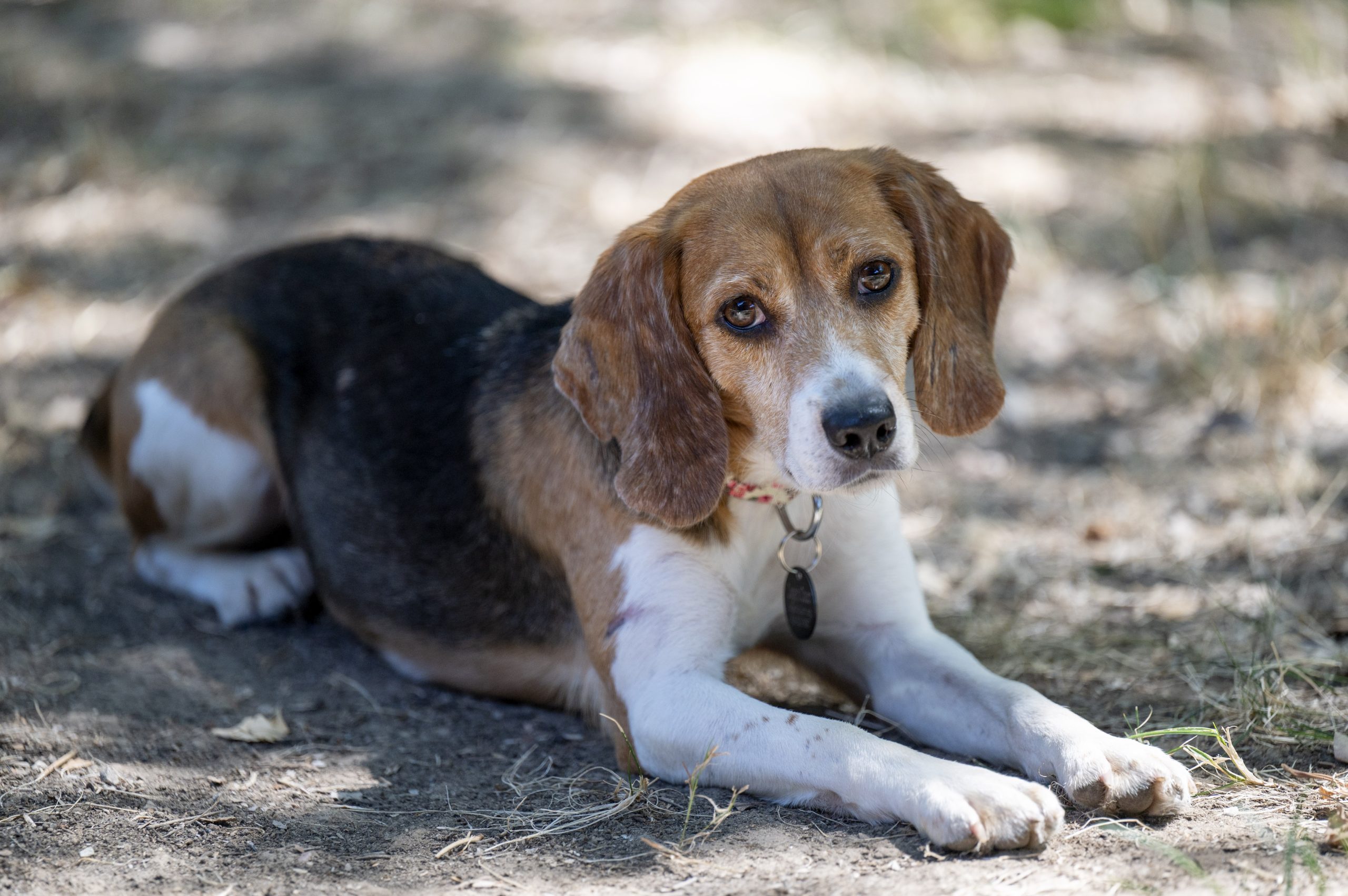 Los Angeles, CA - August 24: Nancy, one of 4000 beagles rescued from a puppy mill and horrible living conditions at Envigo in Virginia. Gary and Kezia Smith are fostering Nancy at their home in Sherman Oaks untill she can find her forever home. (Photo by Hans Gutknecht/MediaNews Group/Los Angeles Daily News via Getty Images)