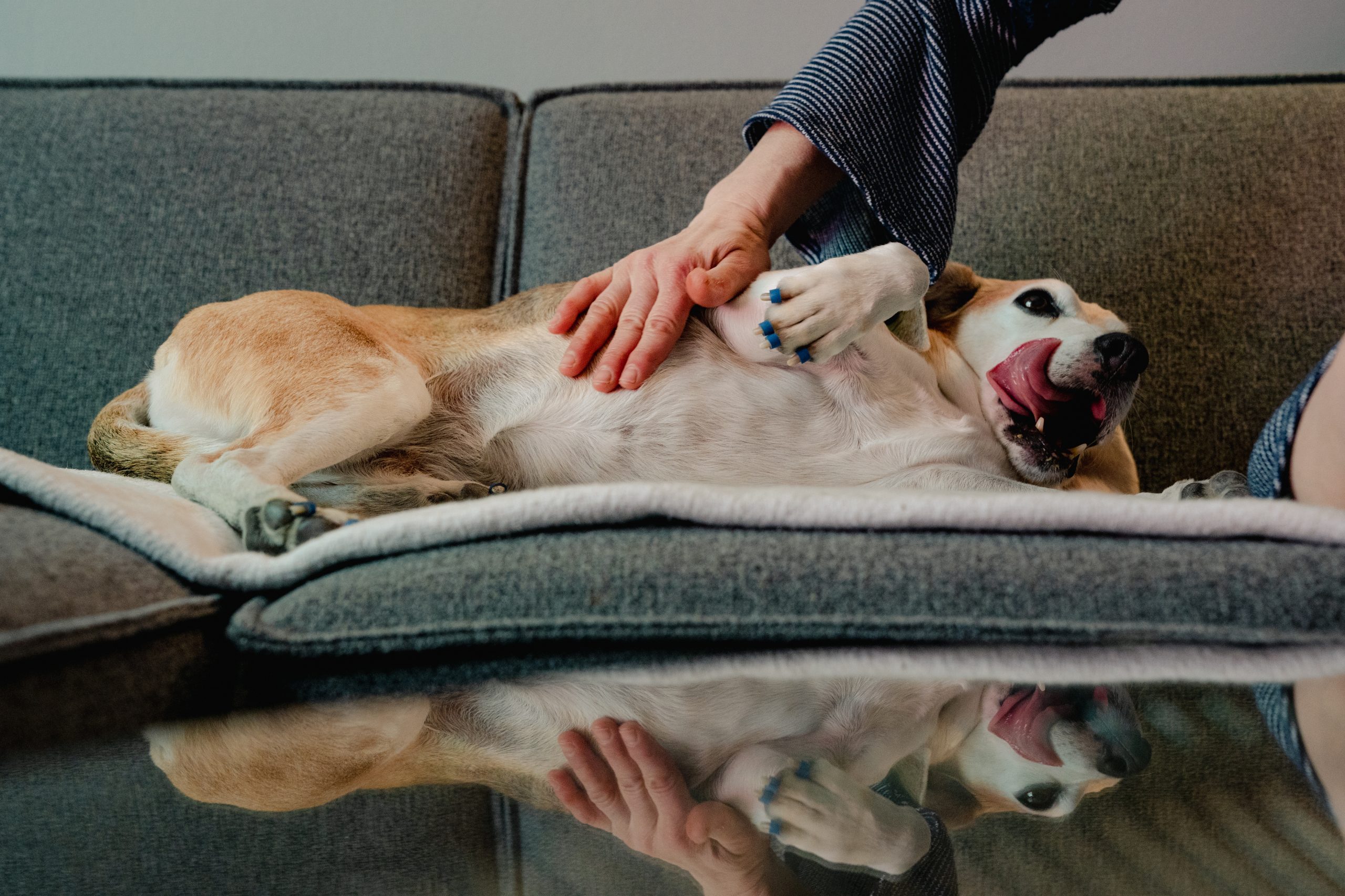 WASHINGTON, DC - APRIL 20: Melanie D.G. Kaplan, scratches the belly of Hammy, her 13-year-old beagle, at home in Washington, DC on April 20, 2023. (Photo by Shuran Huang for The Washington Post via Getty Images)