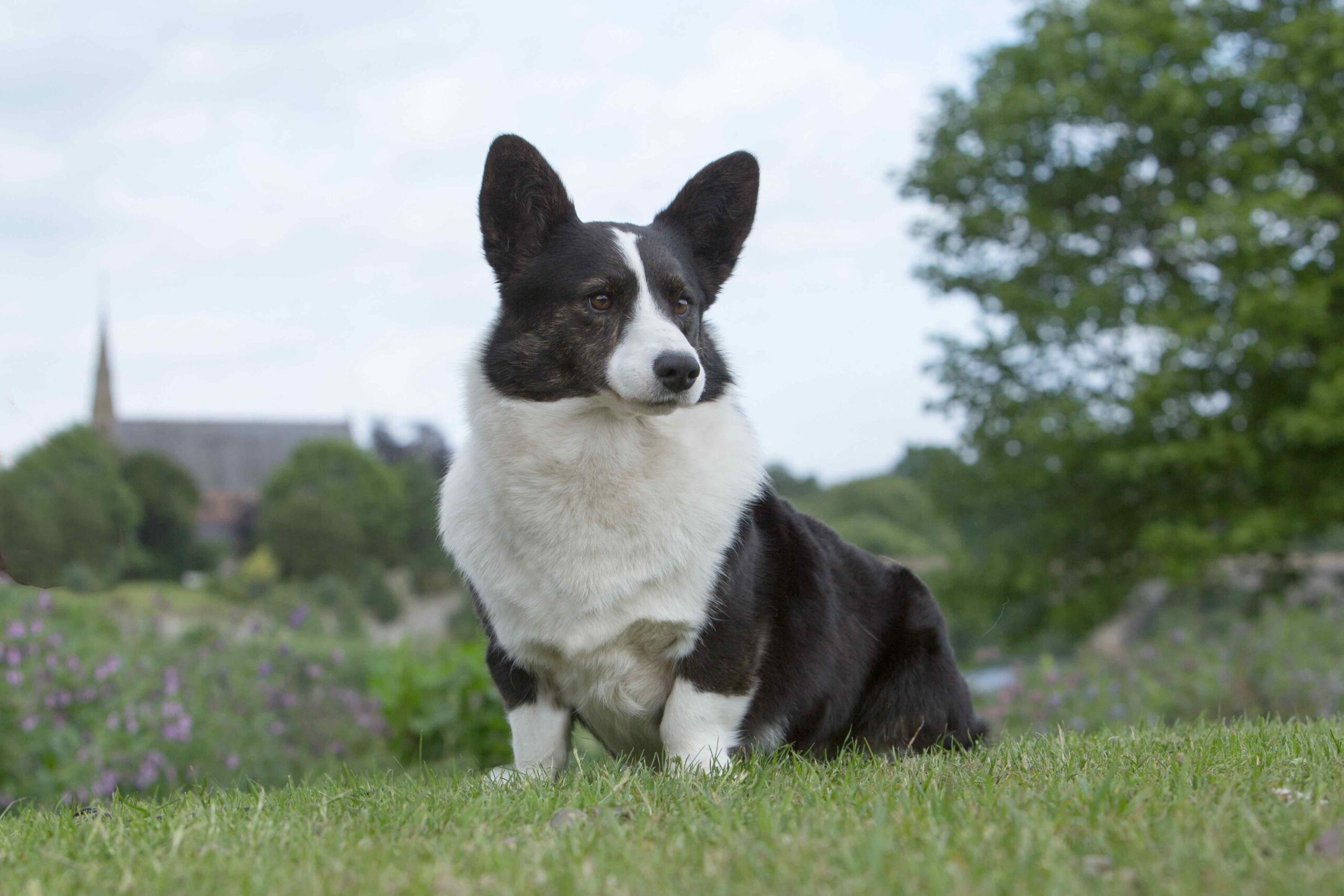 Cardigan Welsh corgi