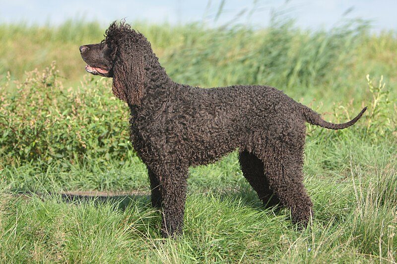 The profile of a brown dog against a field of green grass
