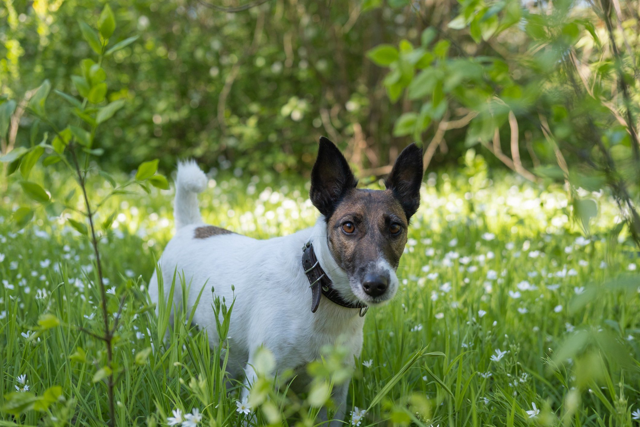 Smooth fox terrier dog