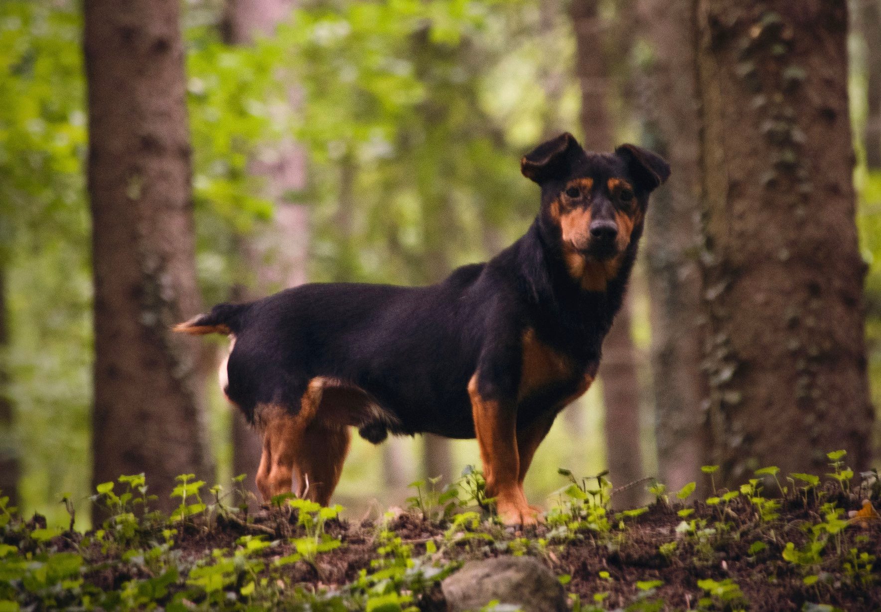 Lancashire heeler dog