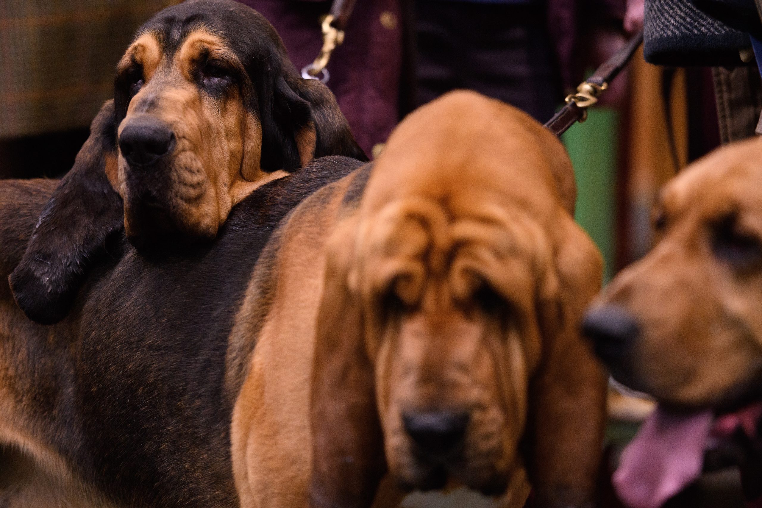 Three bloodhounds on leads lean on each other
