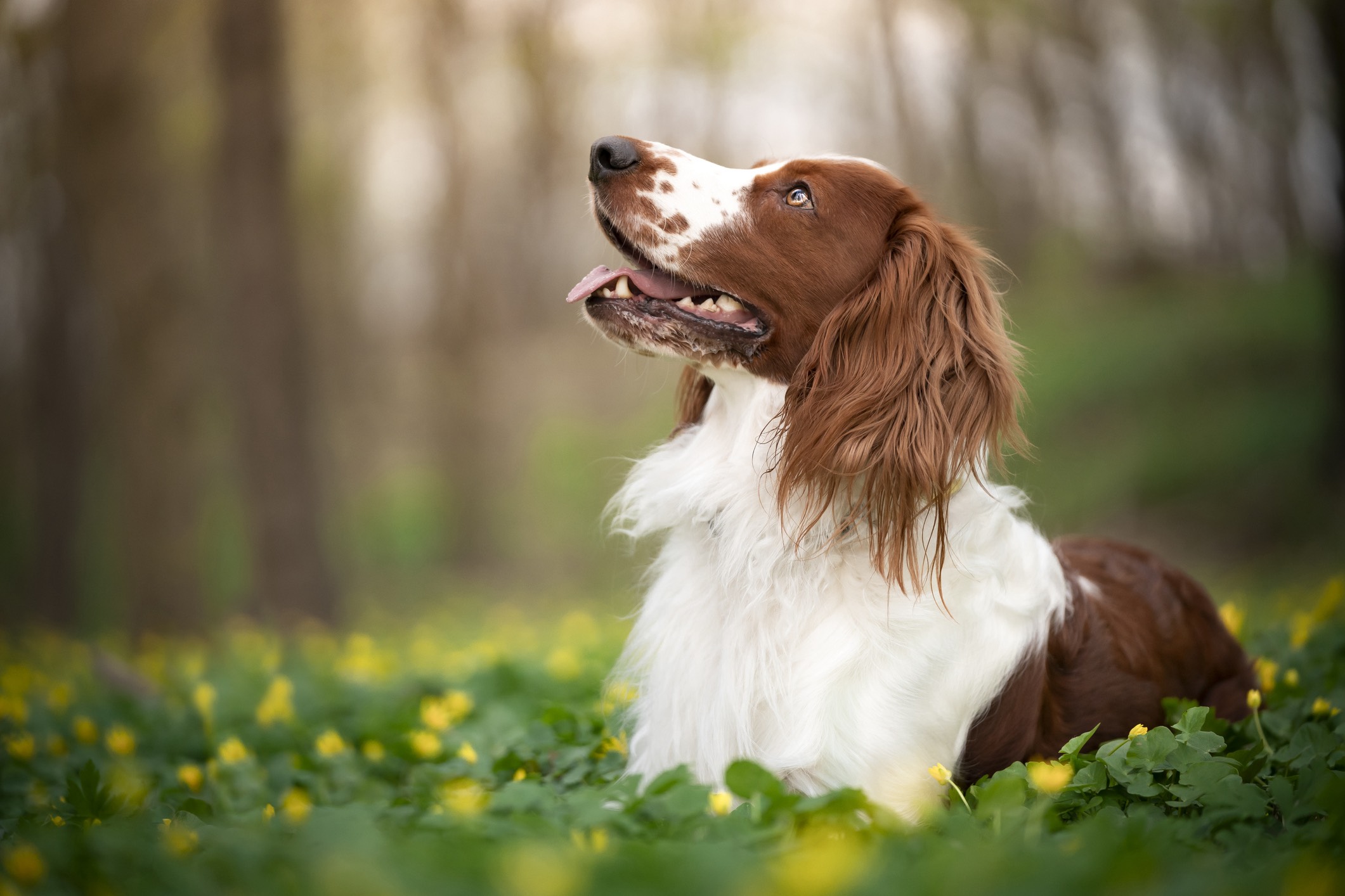 Welsh springer spaniel dog
